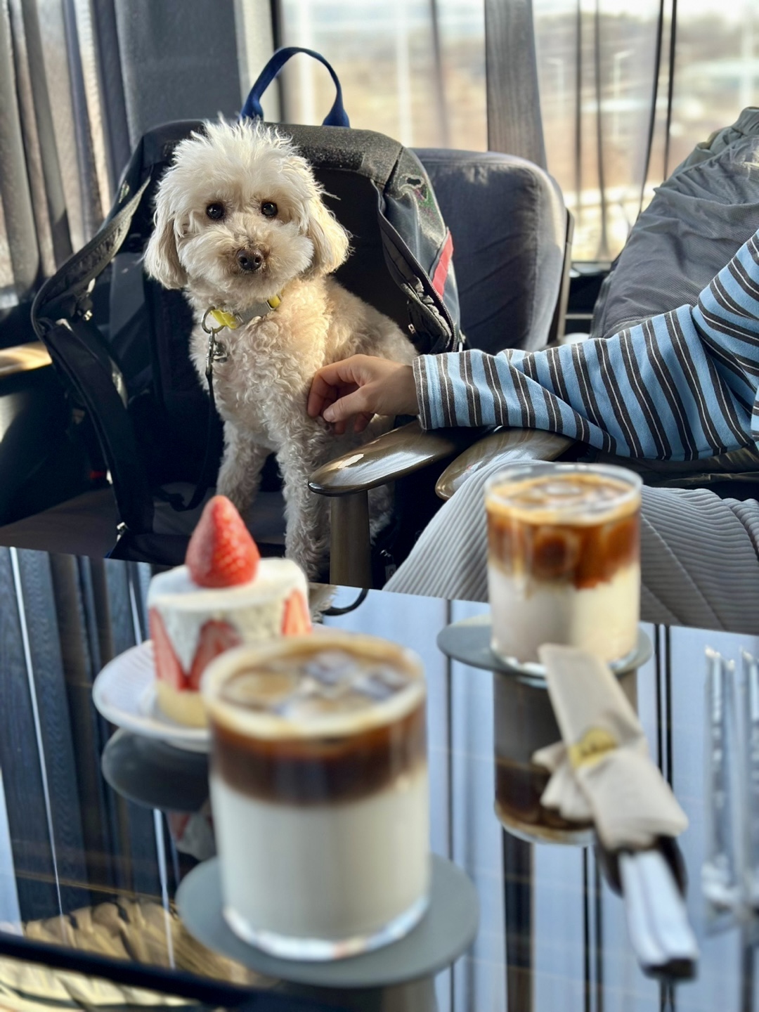 쿠크 4년 됐어요~ (곤지암 구조견)