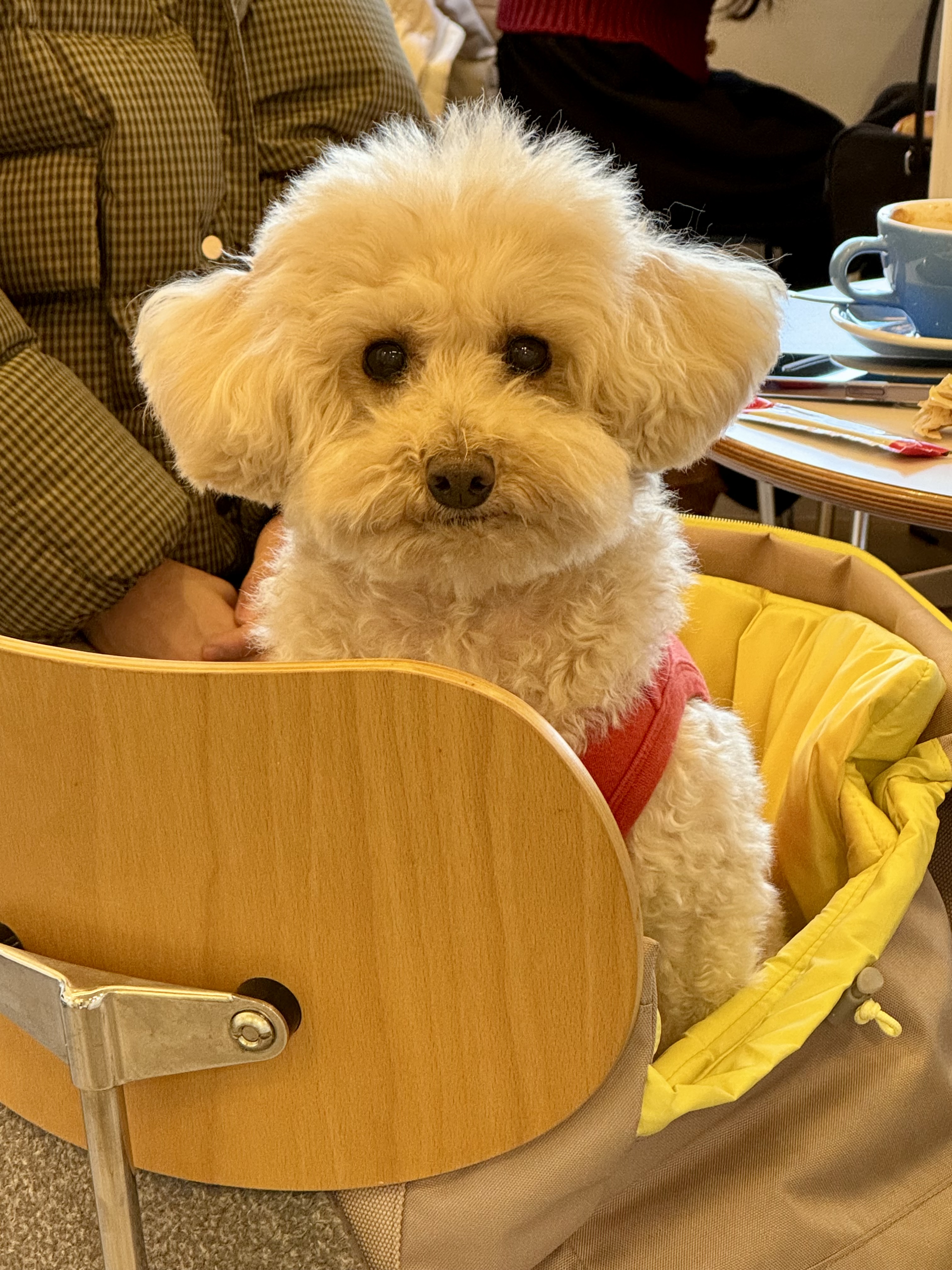 쿠크 4년 됐어요~ (곤지암 구조견)