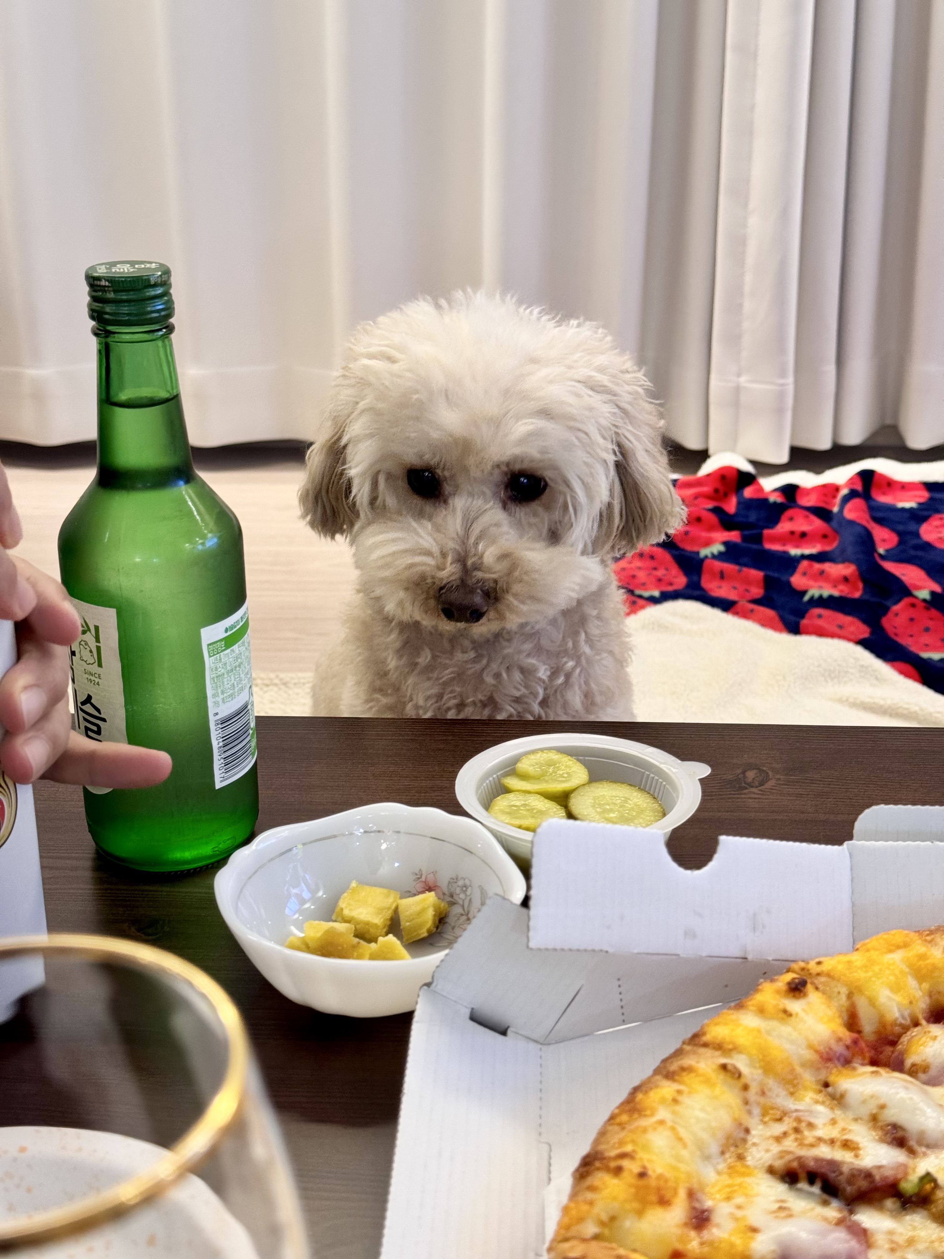 쿠크 4년 됐어요~ (곤지암 구조견)