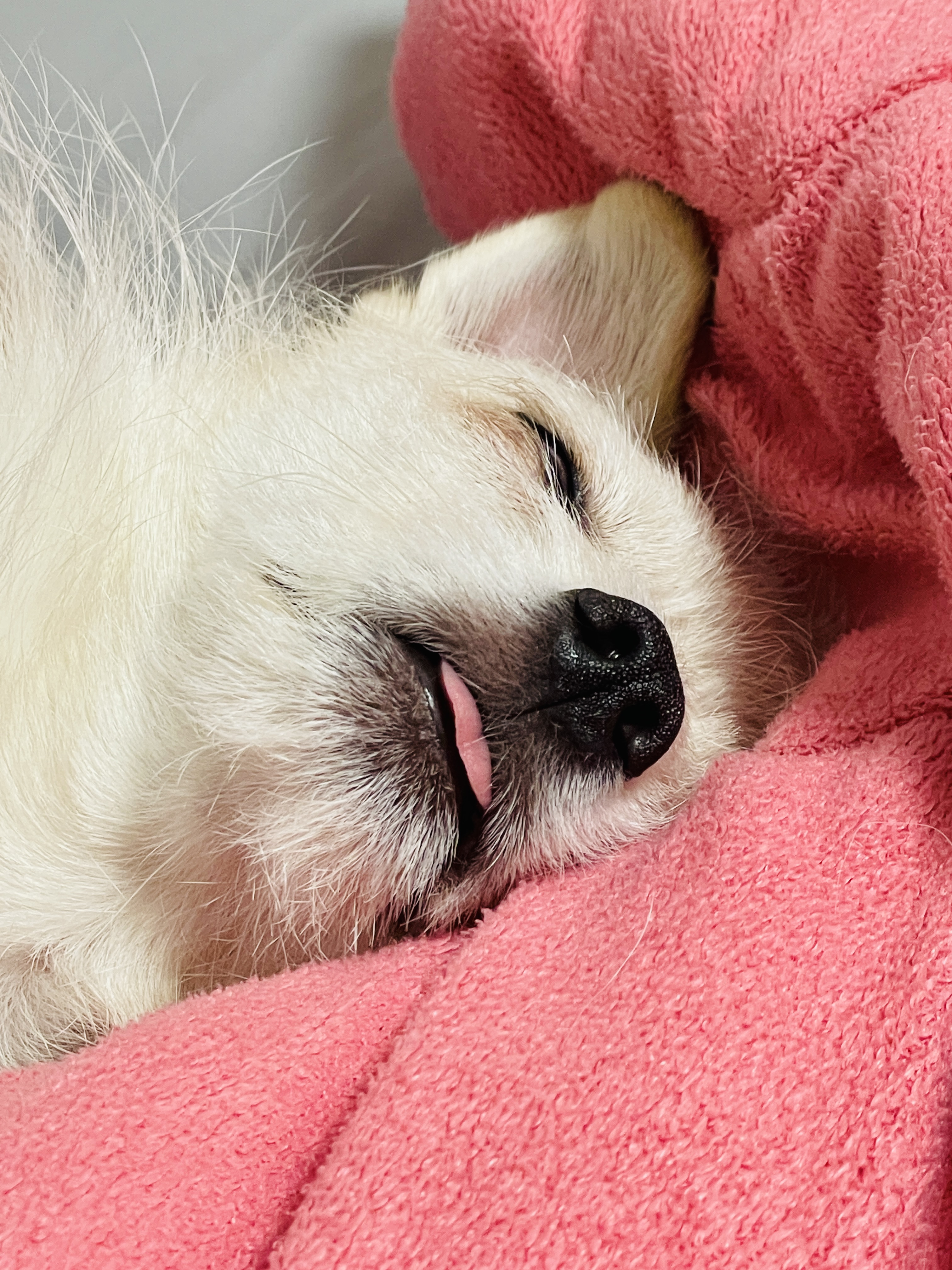 동치미(보령 포요)9개월 임보 마치고 입양했어요!