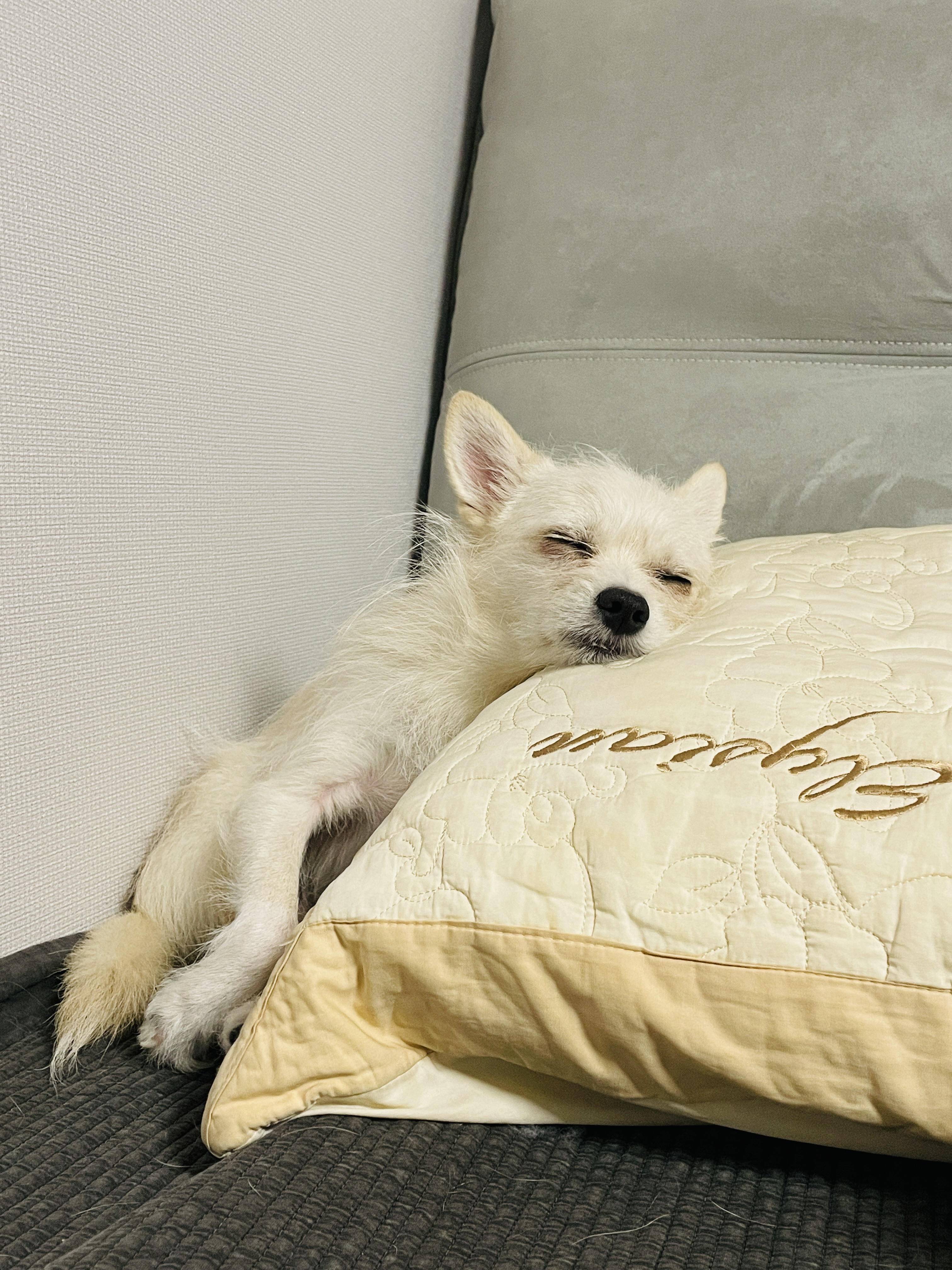 동치미(보령 포요)9개월 임보 마치고 입양했어요!