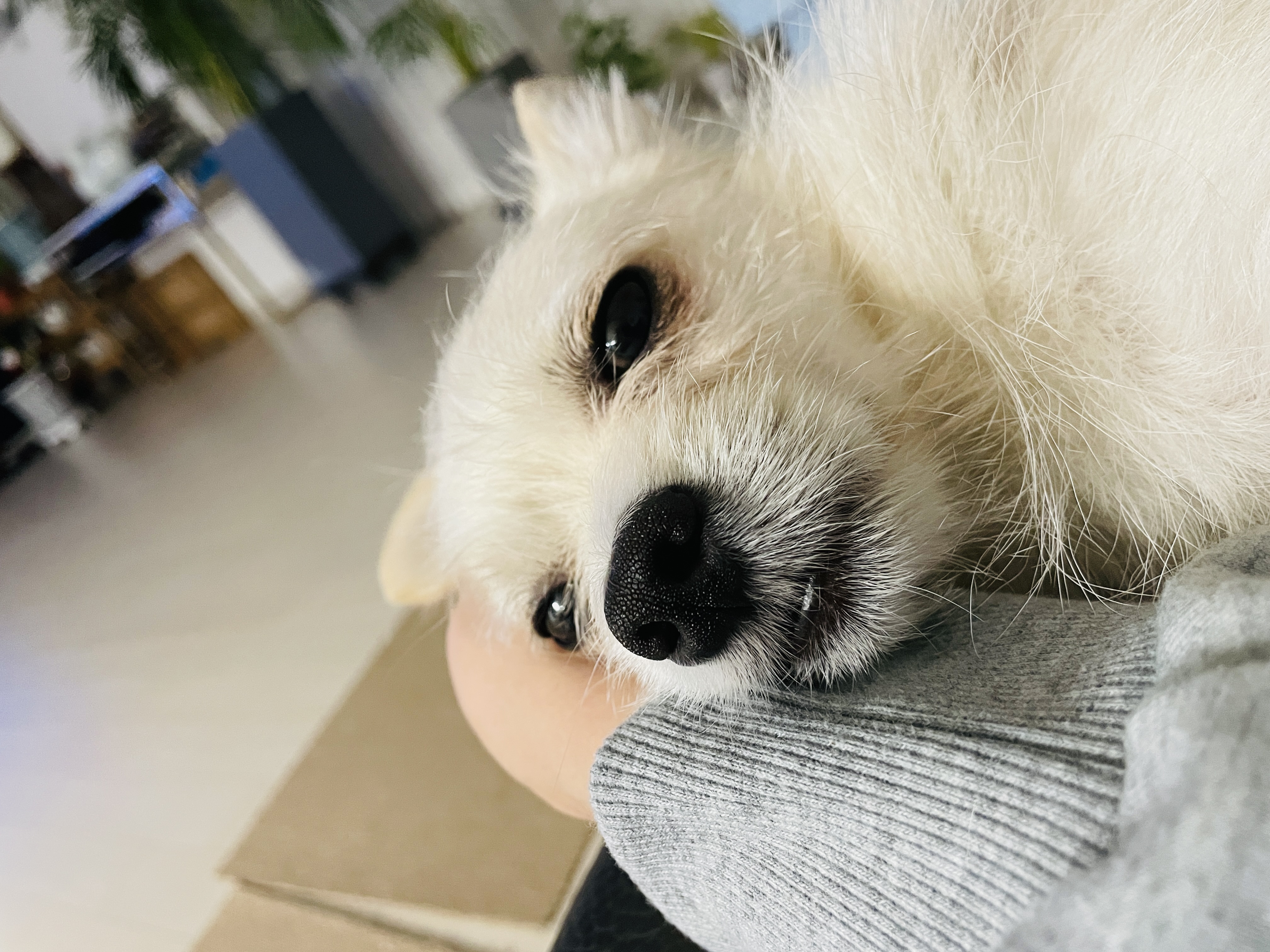 동치미(보령 포요)9개월 임보 마치고 입양했어요!