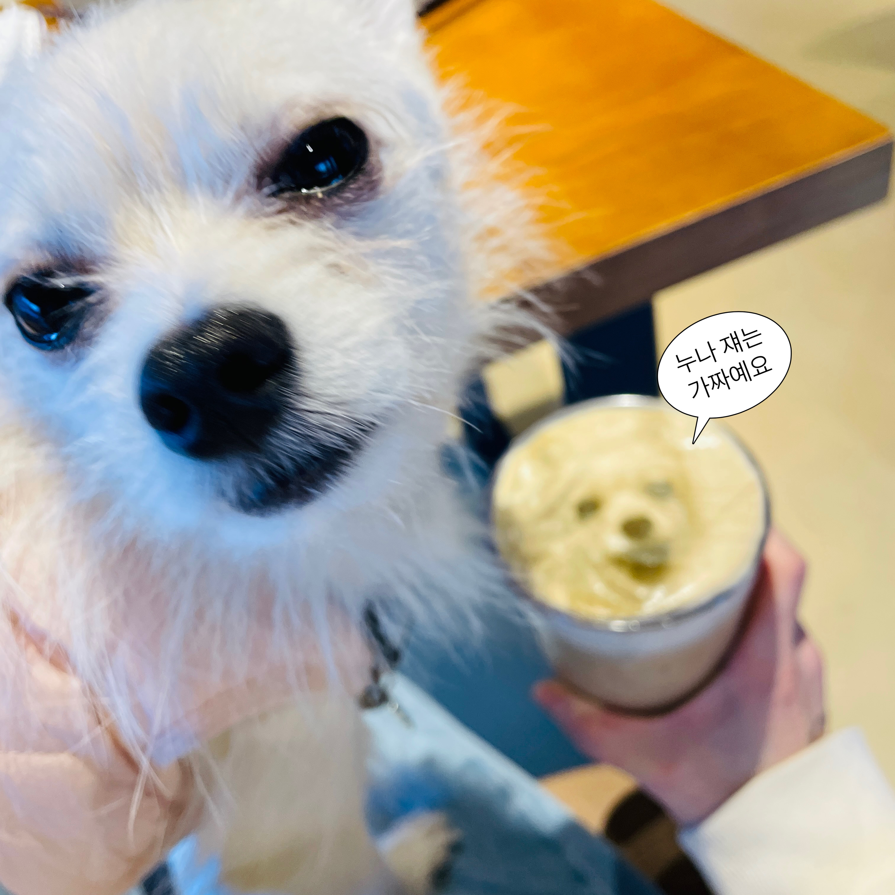 동치미(보령 포요)9개월 임보 마치고 입양했어요!