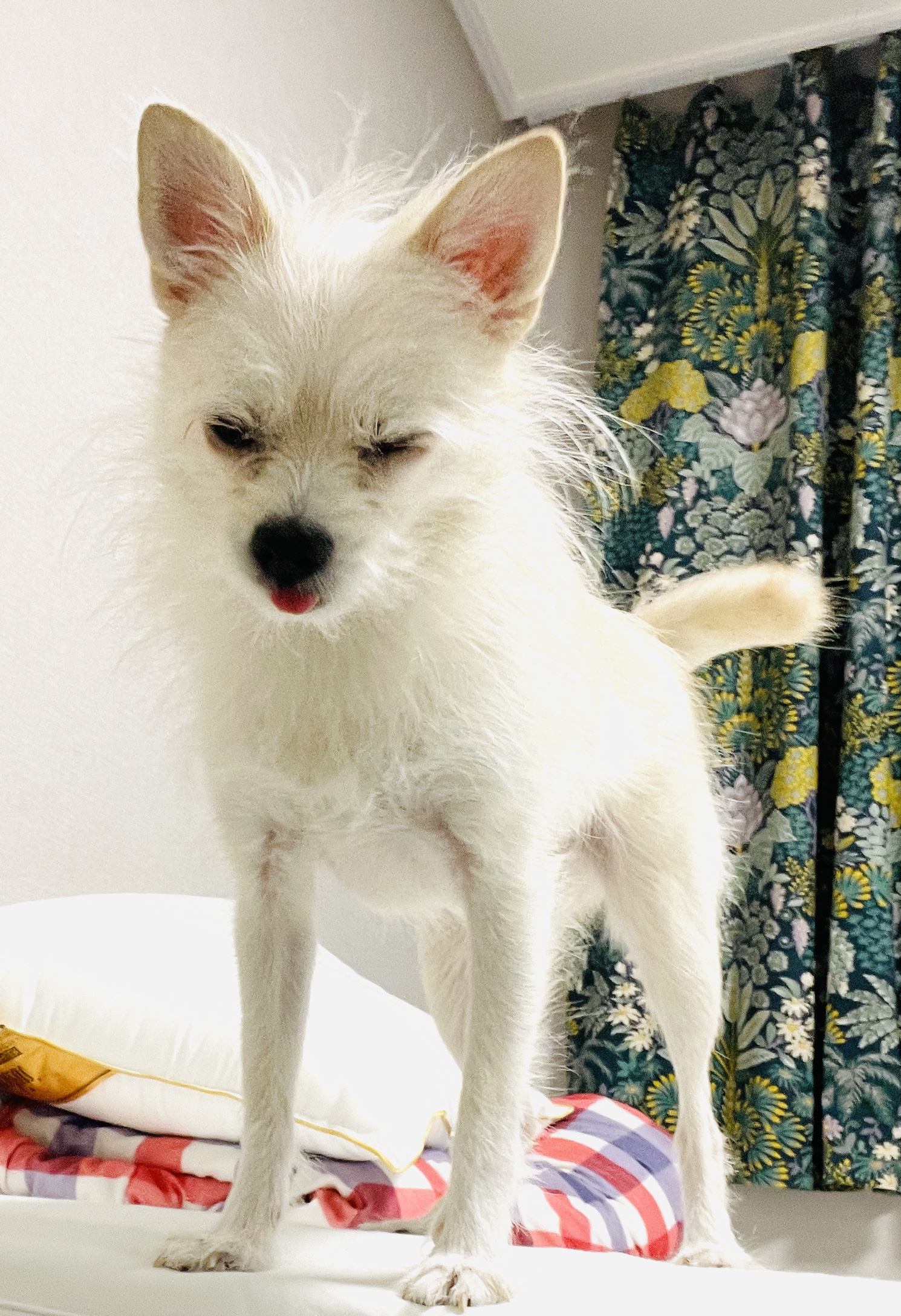 동치미(보령 포요)9개월 임보 마치고 입양했어요!