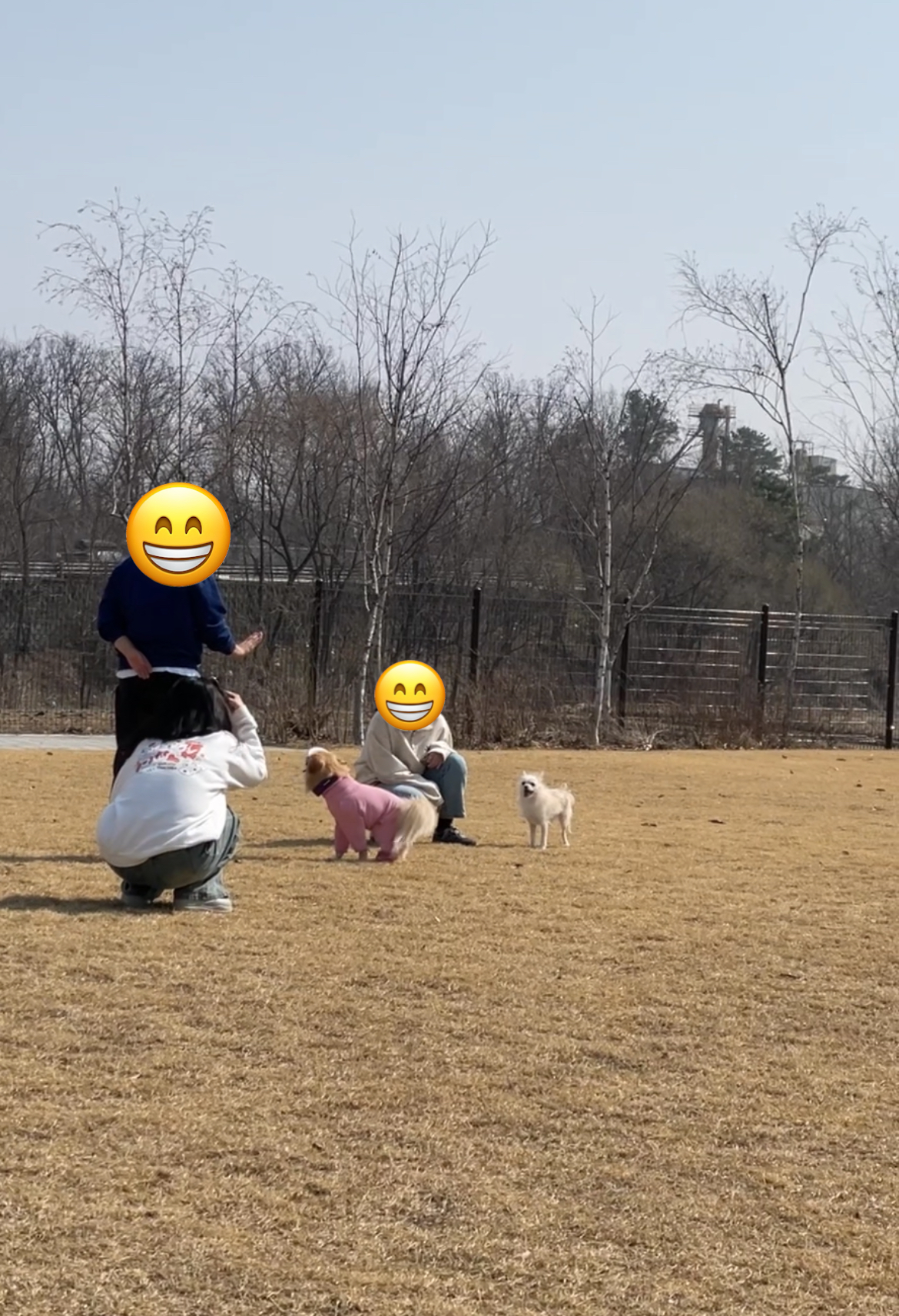 동치미(보령 포요)9개월 임보 마치고 입양했어요!