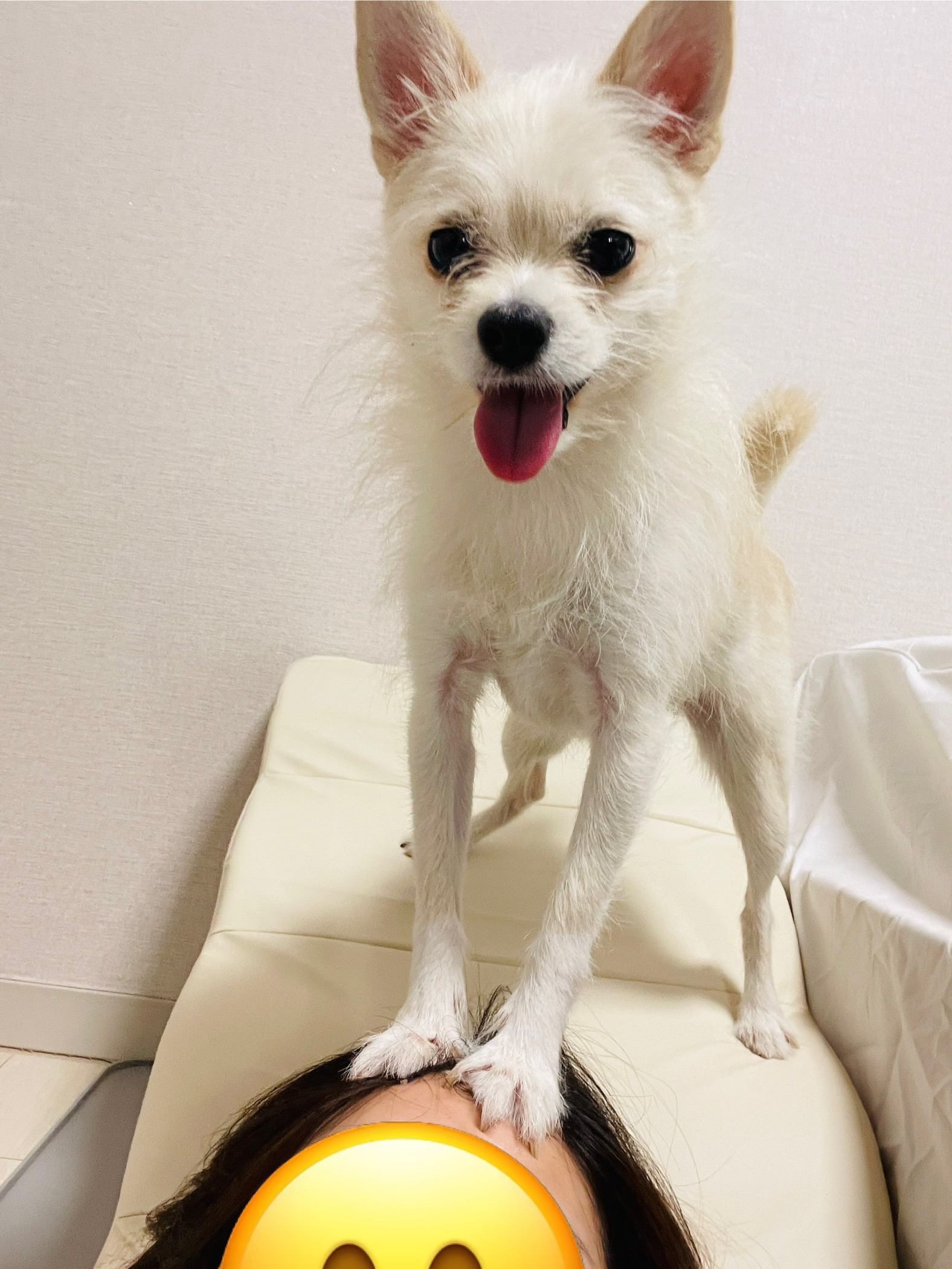 동치미(보령 포요)9개월 임보 마치고 입양했어요!