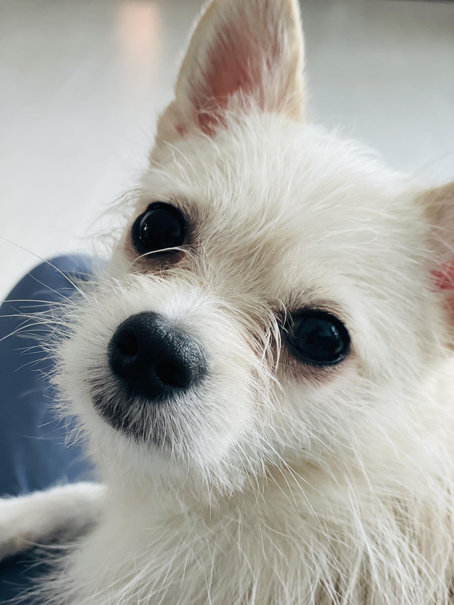 동치미(보령 포요)9개월 임보 마치고 입양했어요!