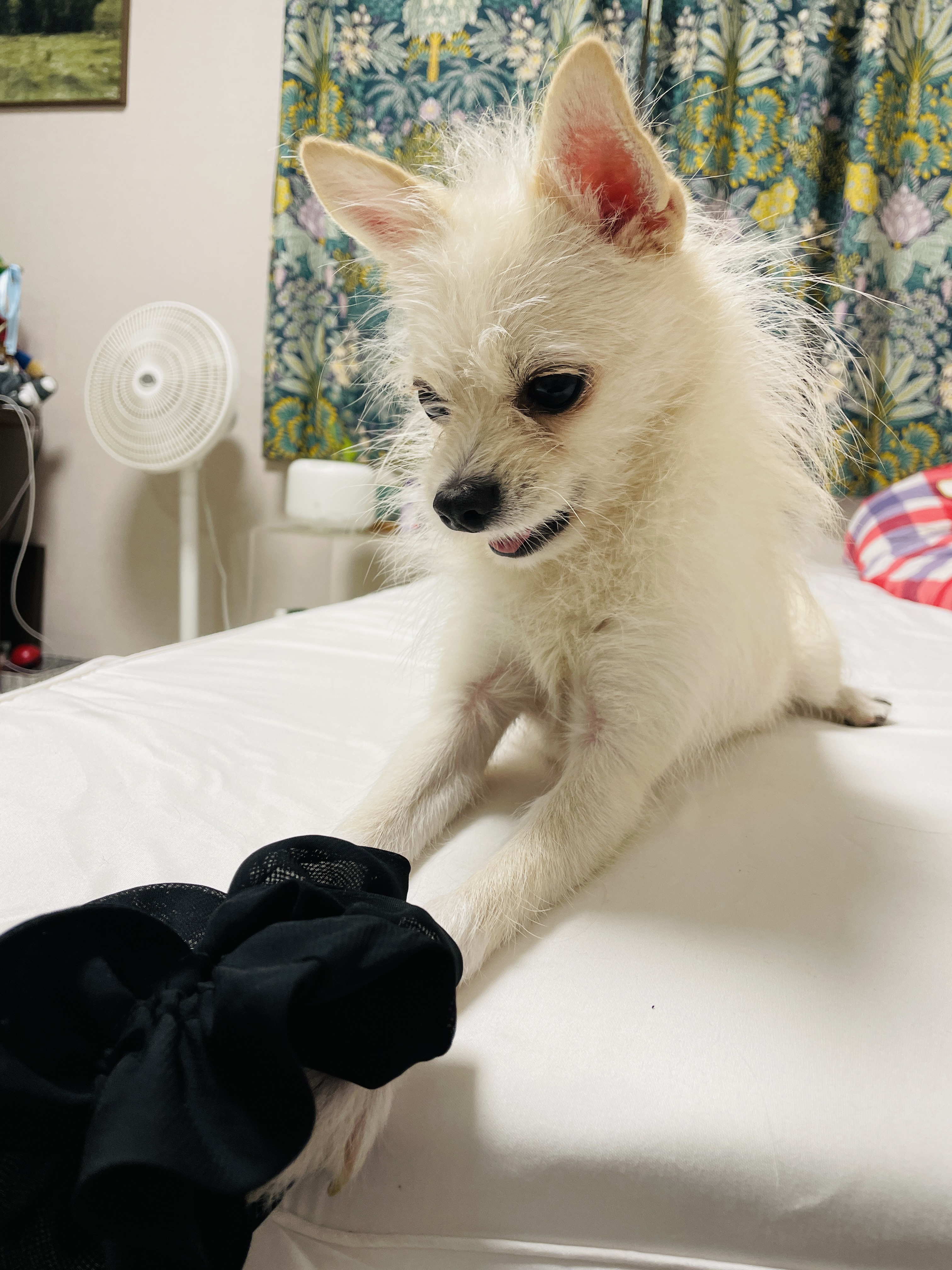 동치미(보령 포요)9개월 임보 마치고 입양했어요!