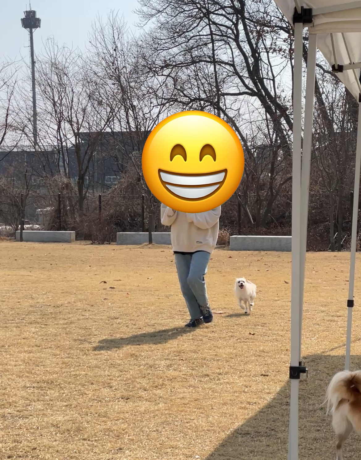 동치미(보령 포요)9개월 임보 마치고 입양했어요!