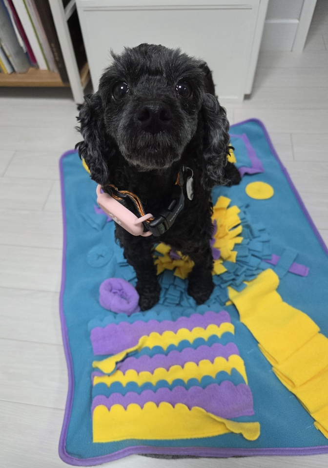 콩이(구: 달튼) 2주 차