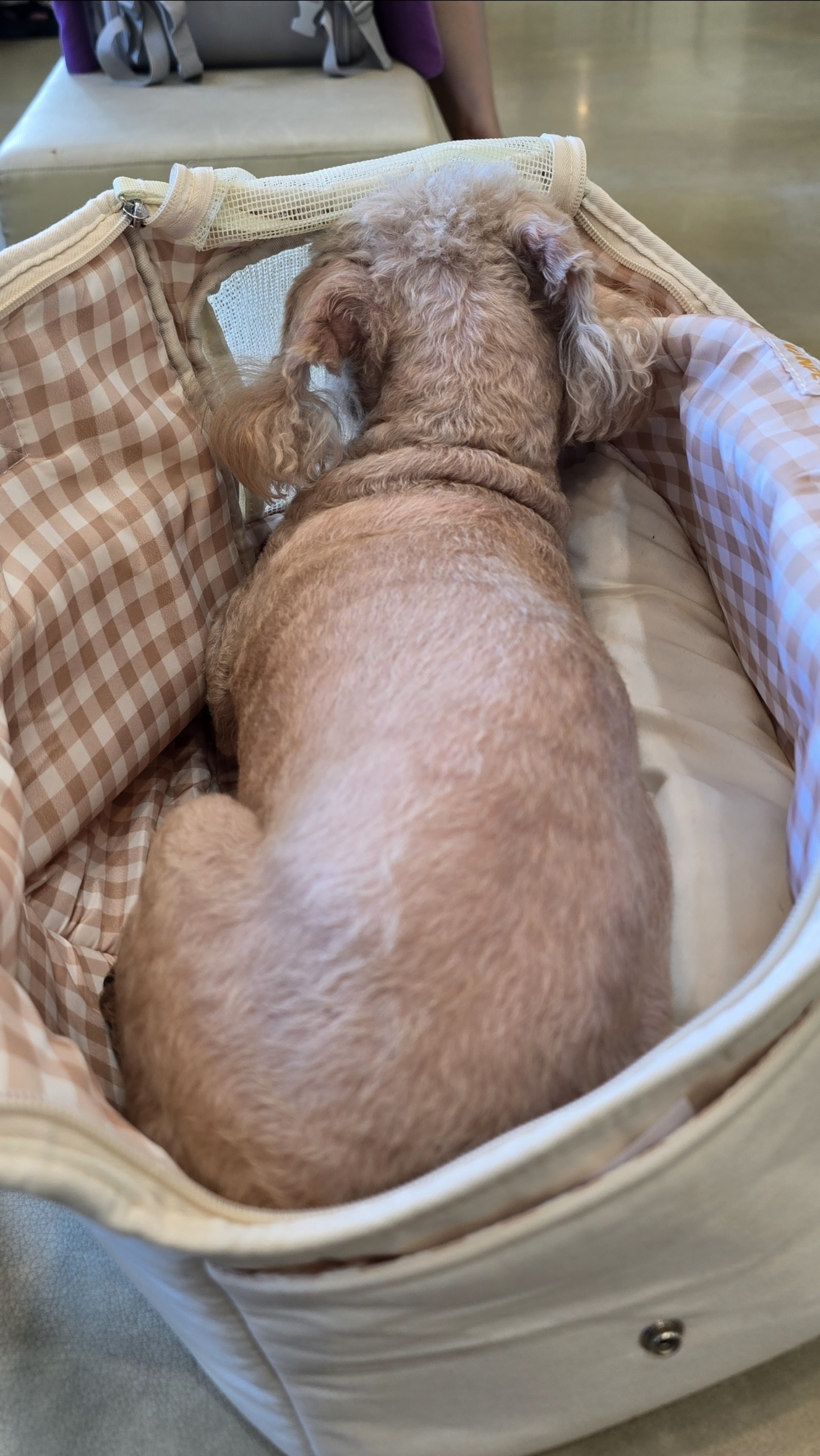 치치(곤지암83) 왼쪽 수정체 전방 탈구로 치료중 입니다.