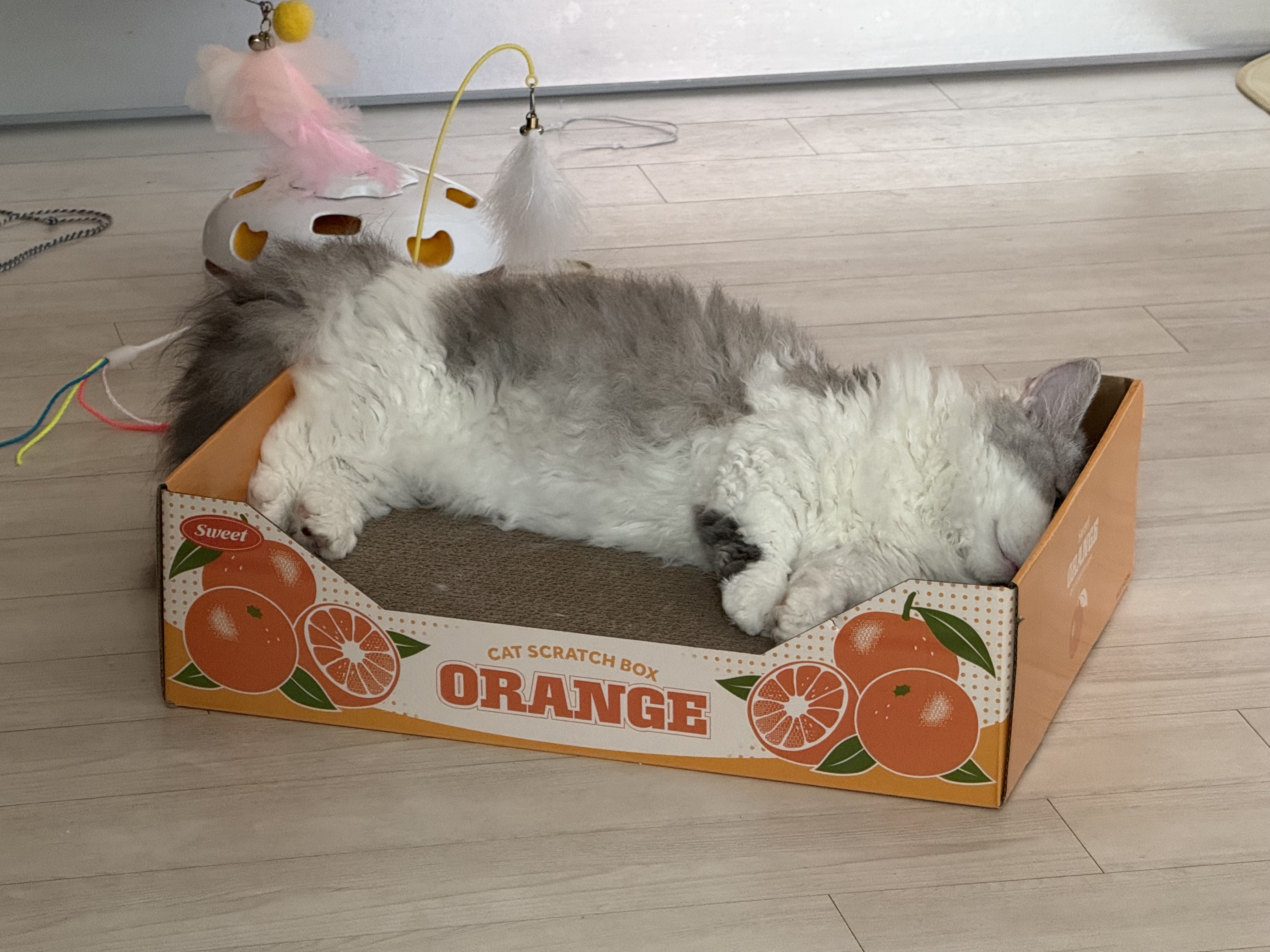 천사냥 단비(울산번식장 구조묘 몽땅이)와 6개월차 동거 후기