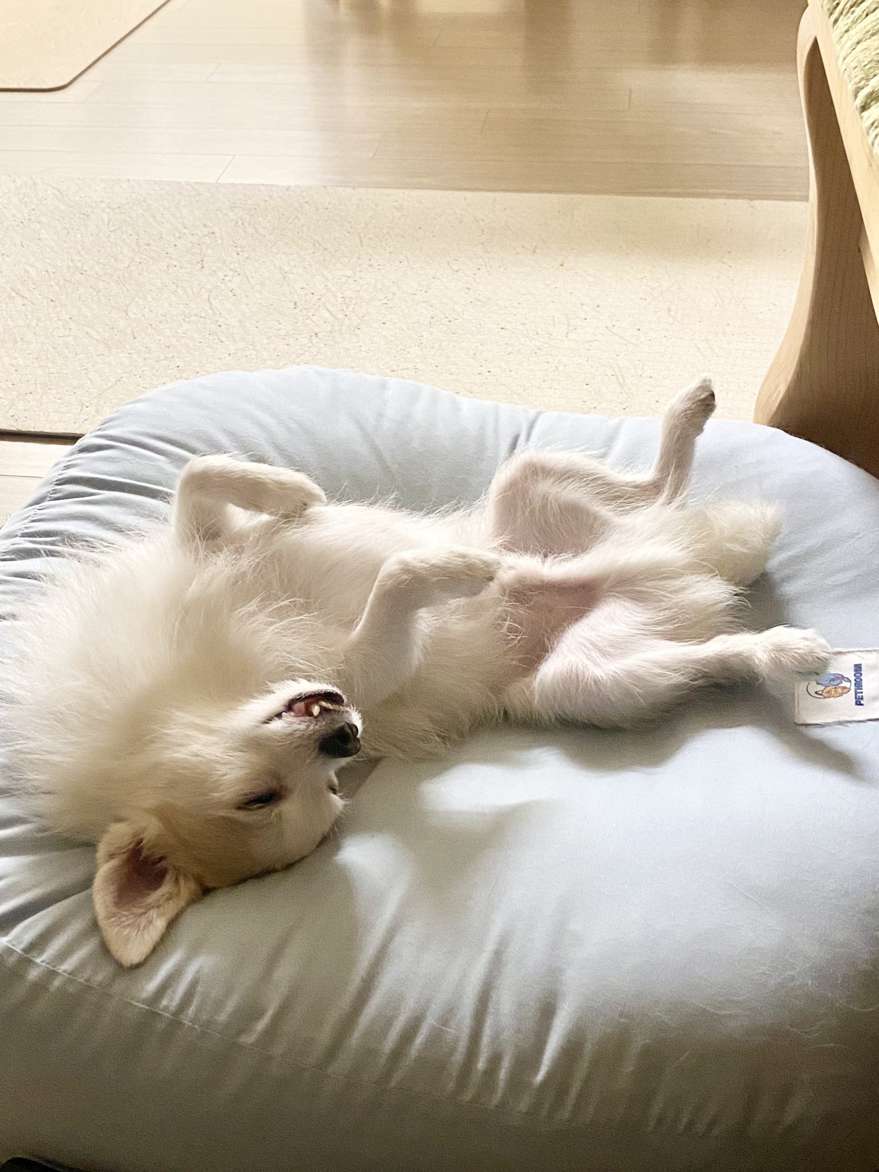 버터(구 쿠나)와 행복한 3년차 닝겐 :)