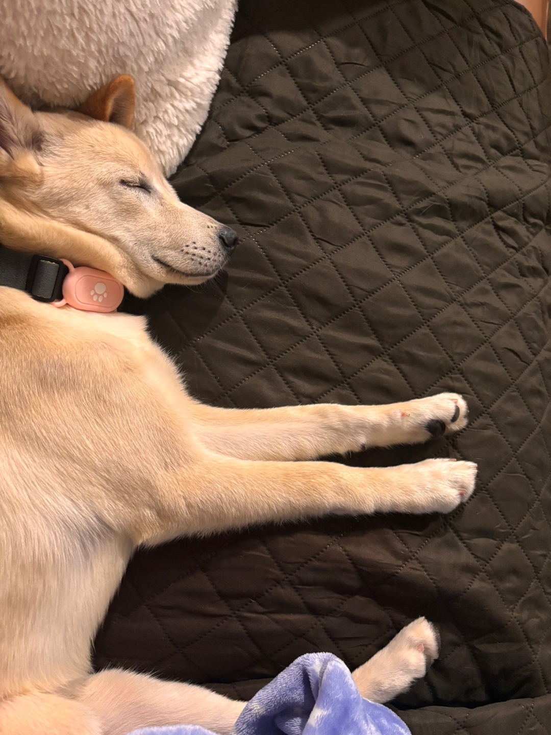 [해외입양] 미국 워싱턴에서 가족을 만난 '영돌이'