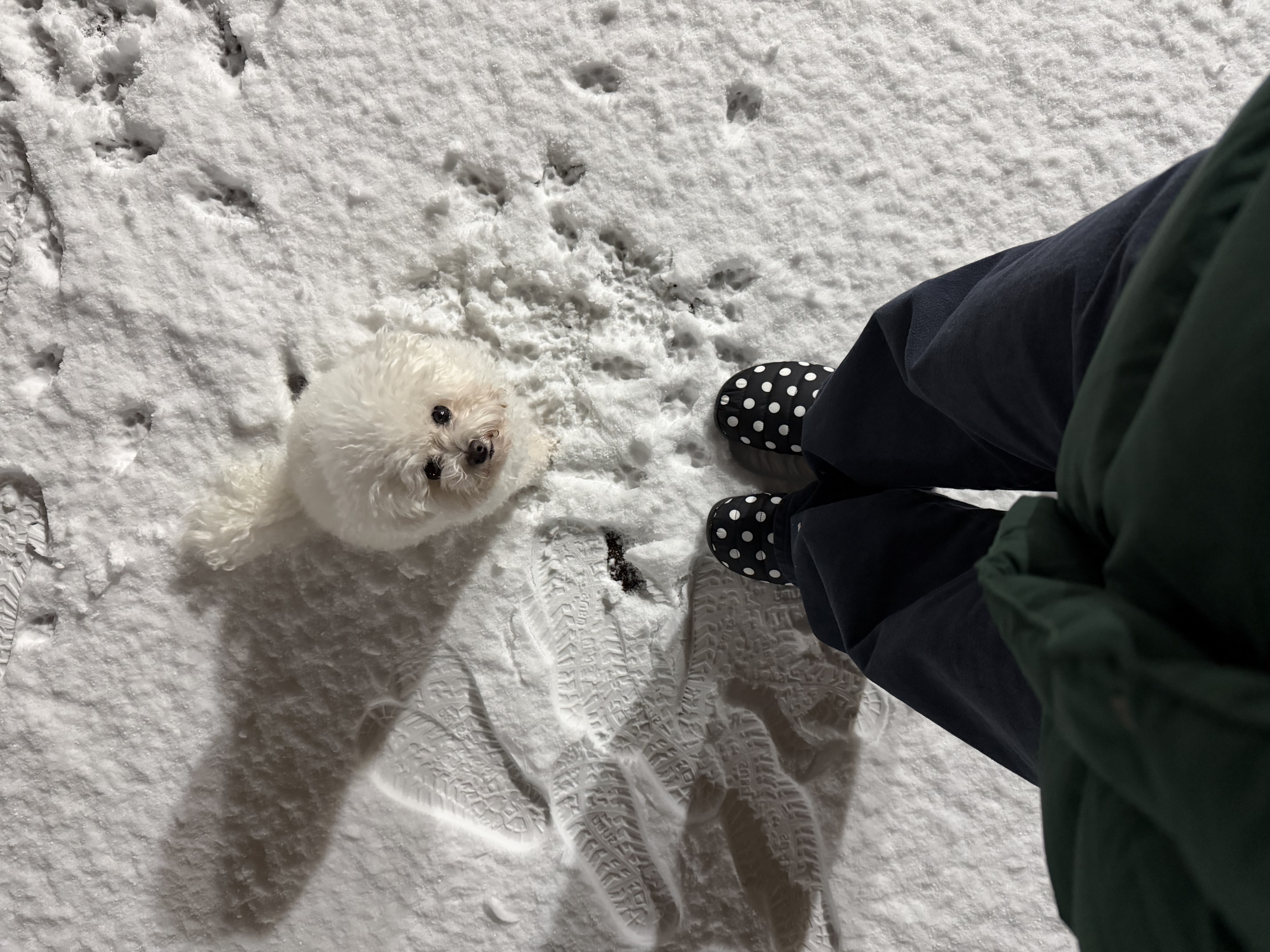 콩설이(조이) 근황입니다~