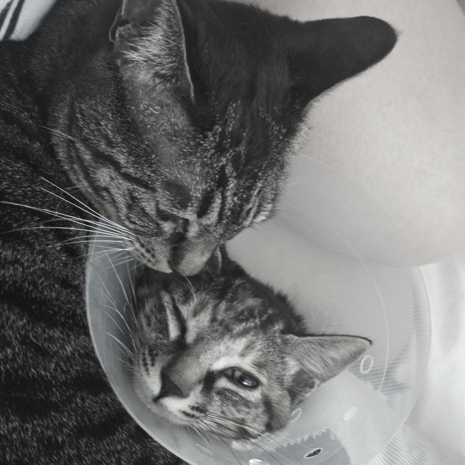 토란이의 3달 적응기