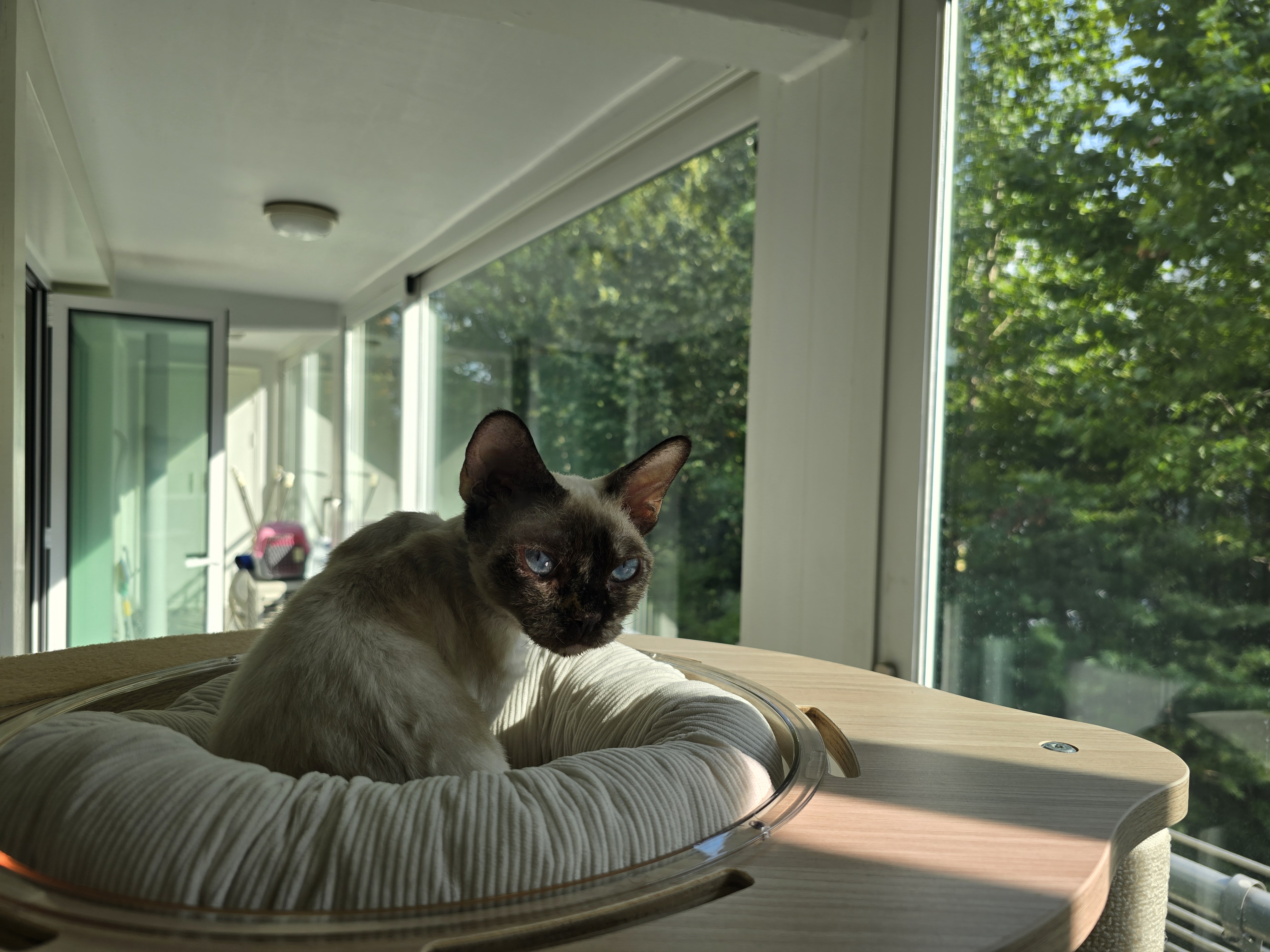 바다 입양한달기