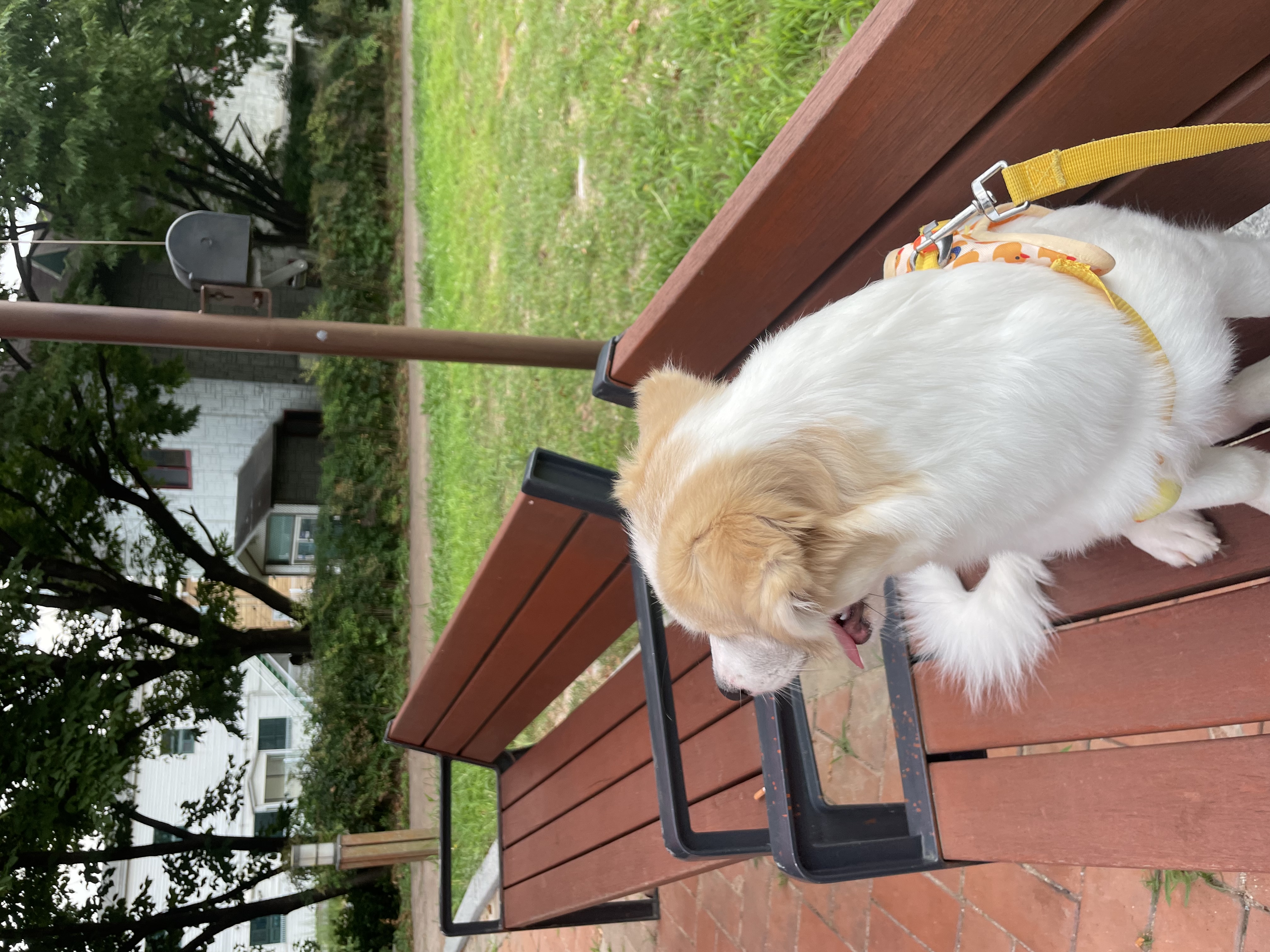 만복(모랑이) 근황입니다!