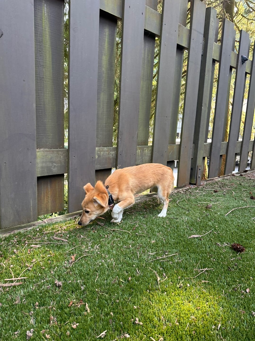 [해외입양] 캐나다 밴쿠버에서 가족을 만난 '모동이'