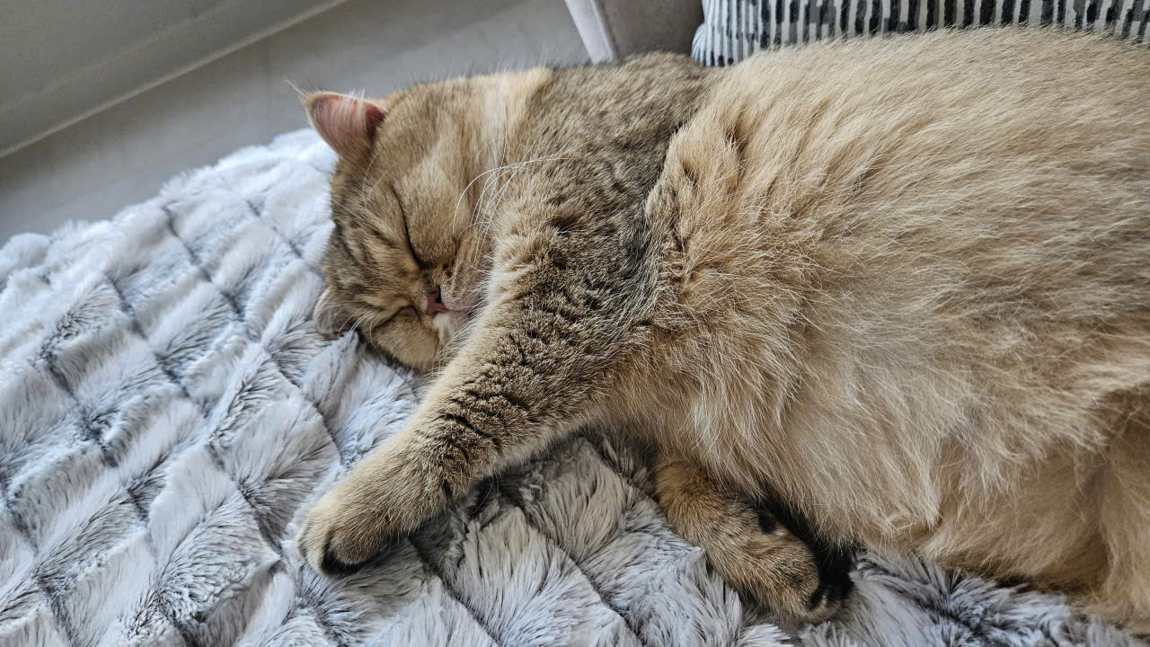 우리집 마스코트가 된 마루