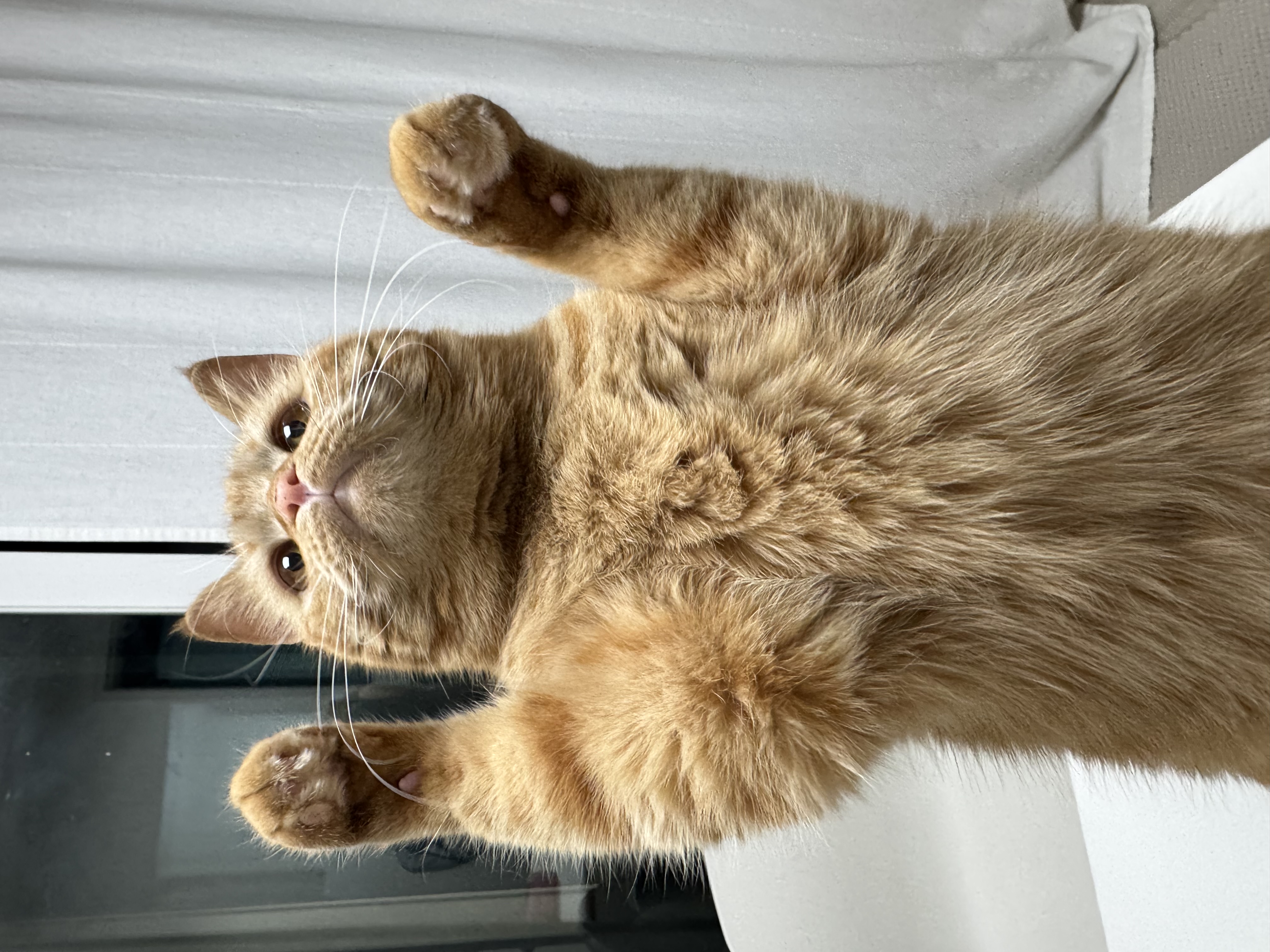 아련눈빛 에몽이 잊지 않으셨죠..?