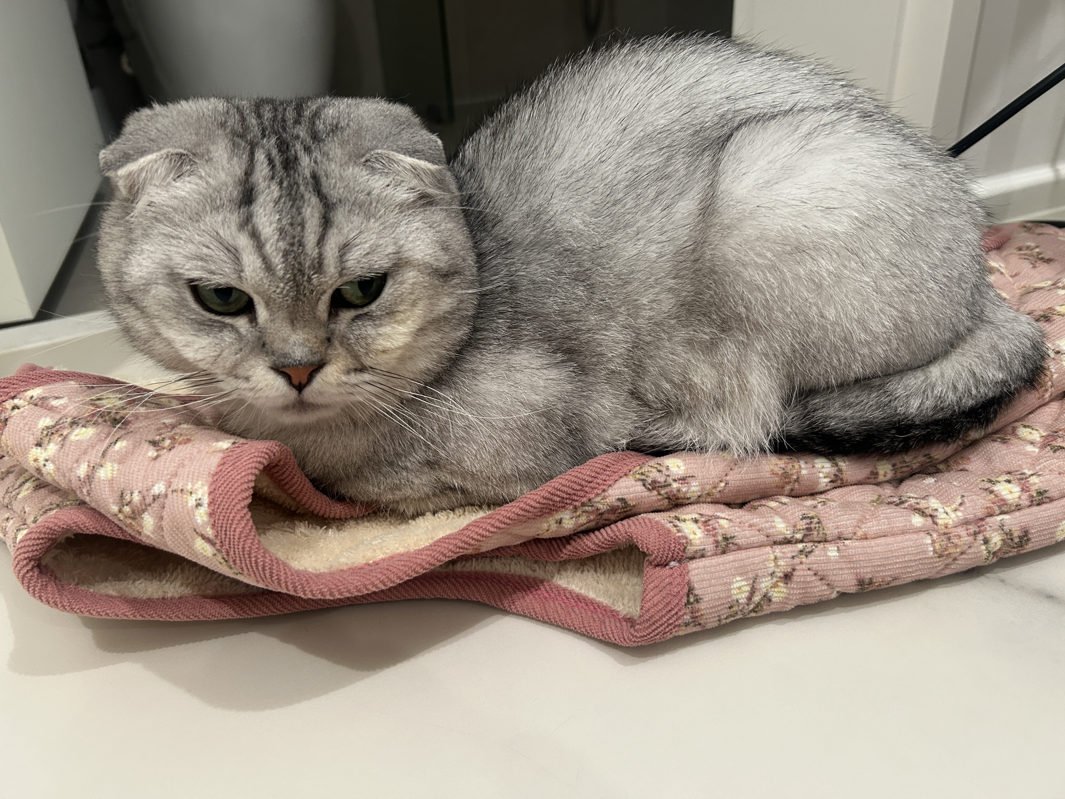 동엽이(행운이),살랑이(루리) 같이 지낸지 2년째