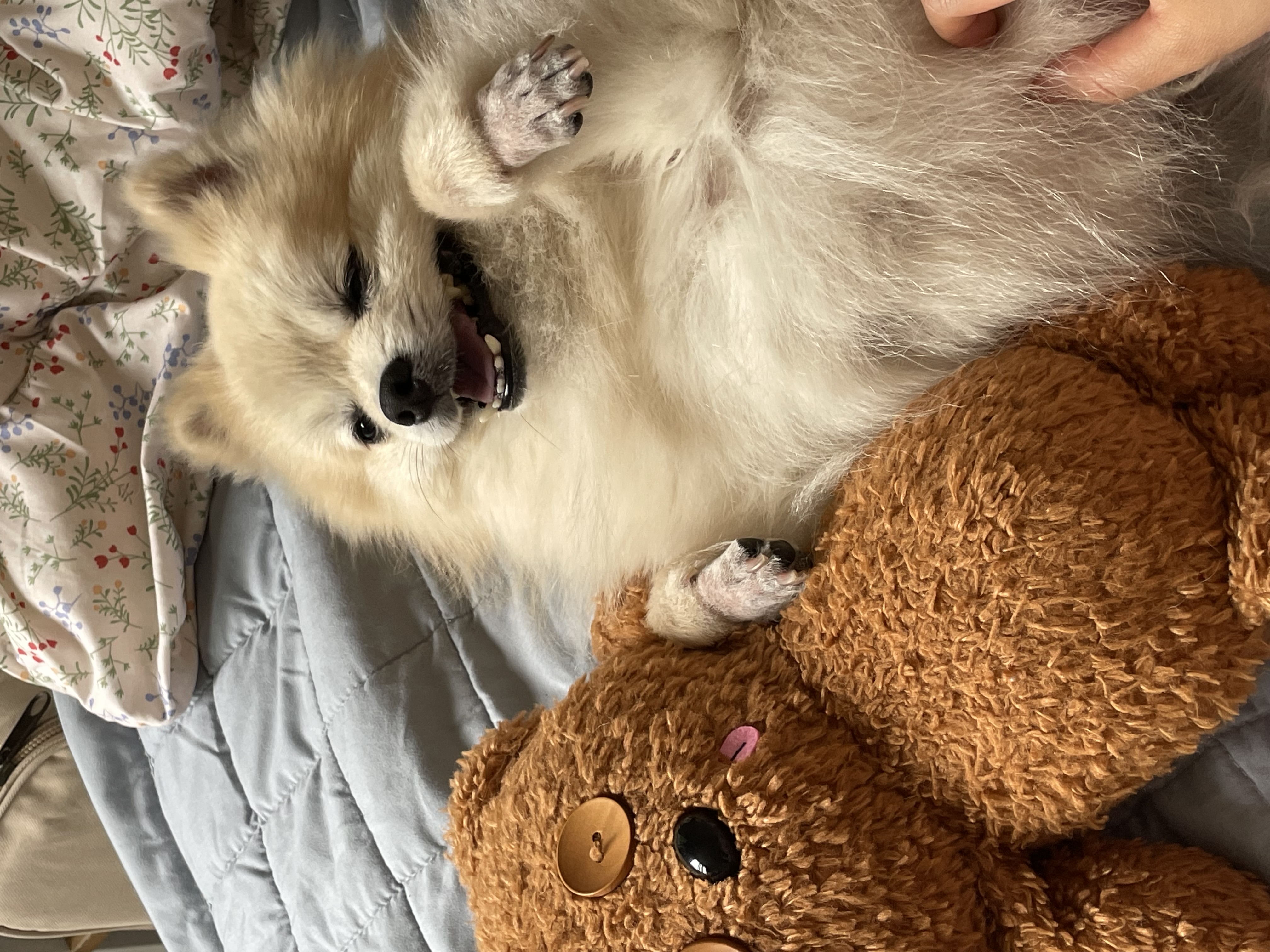 따봉(구 포키)이의 2025년