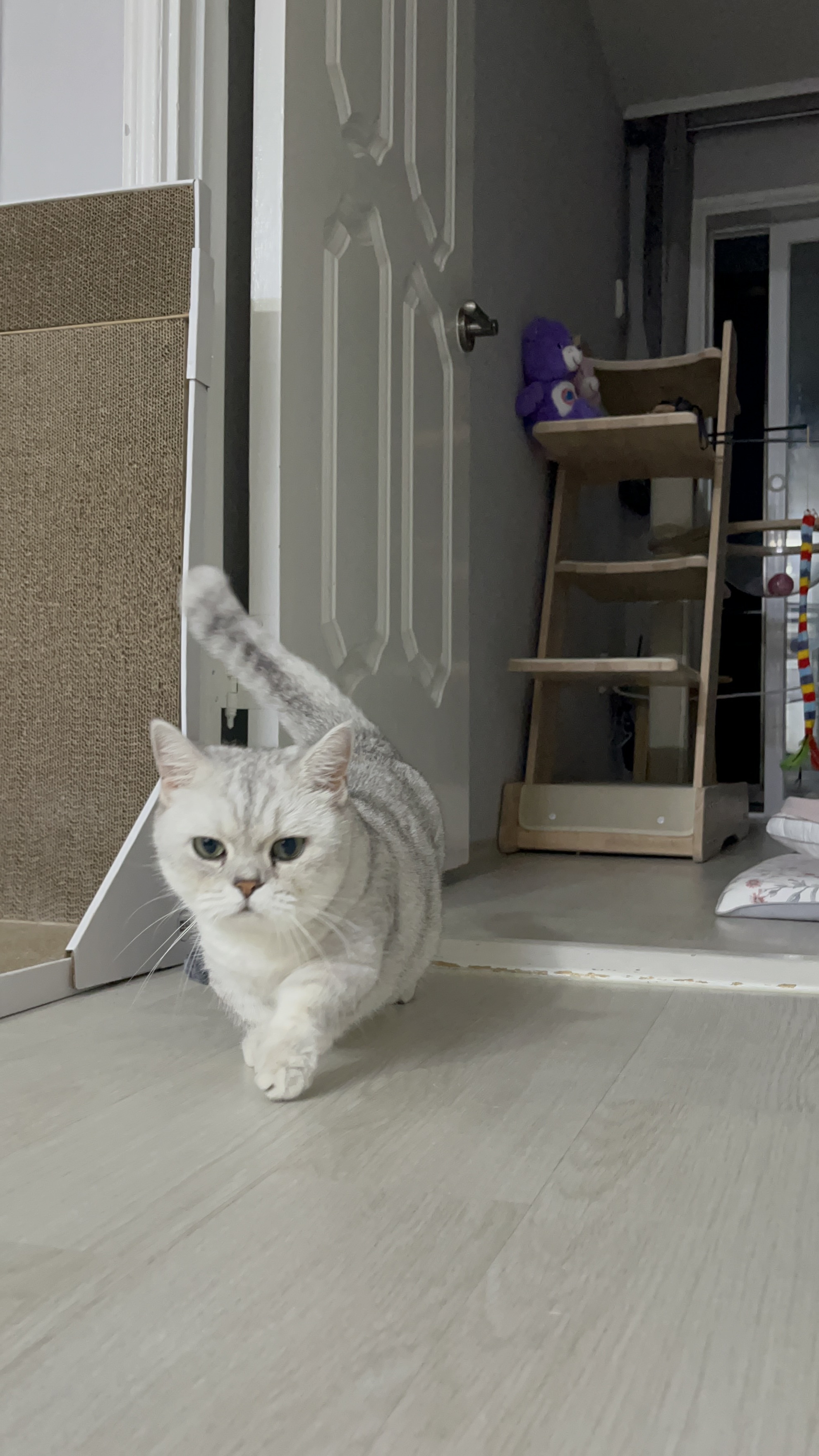 망고(달희)와 함께 벌써 3개월