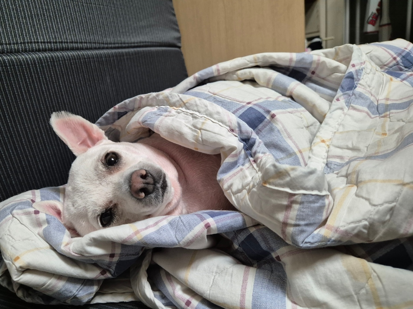 봄이(그오) 입양 4년 차 입니다!