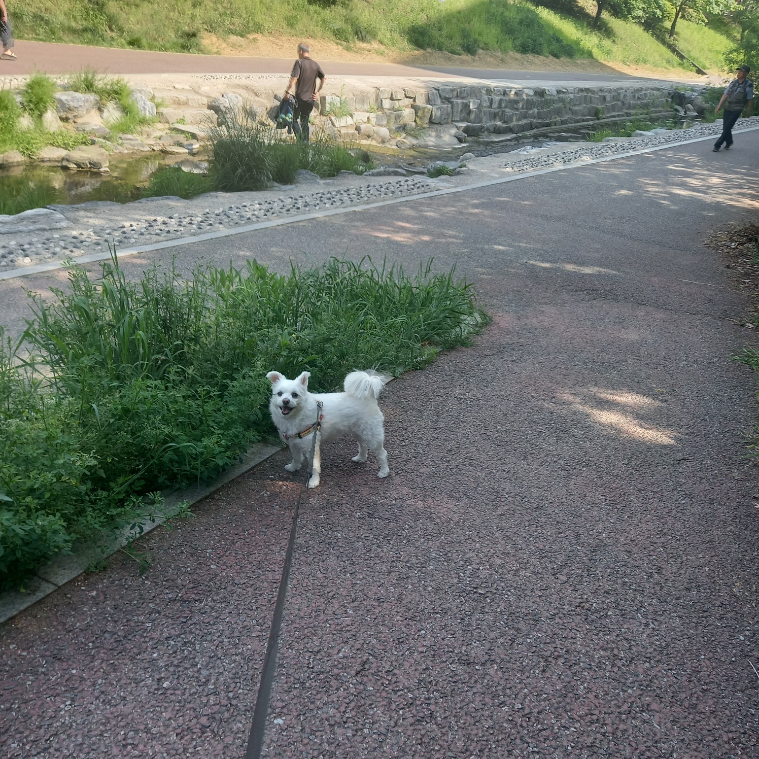 봄이(그오) 입양 4년 차 입니다!