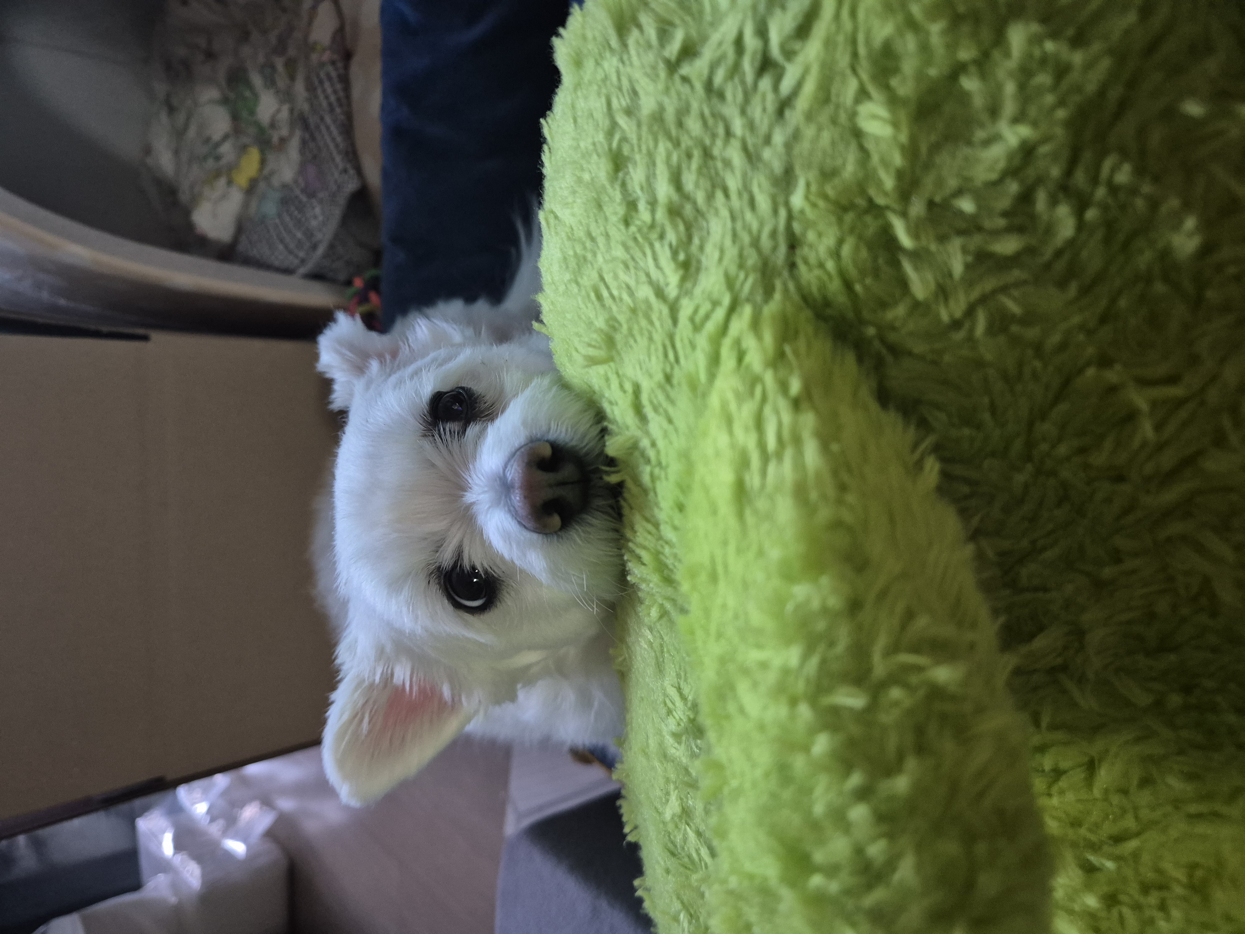 봄이(그오) 입양 4년 차 입니다!