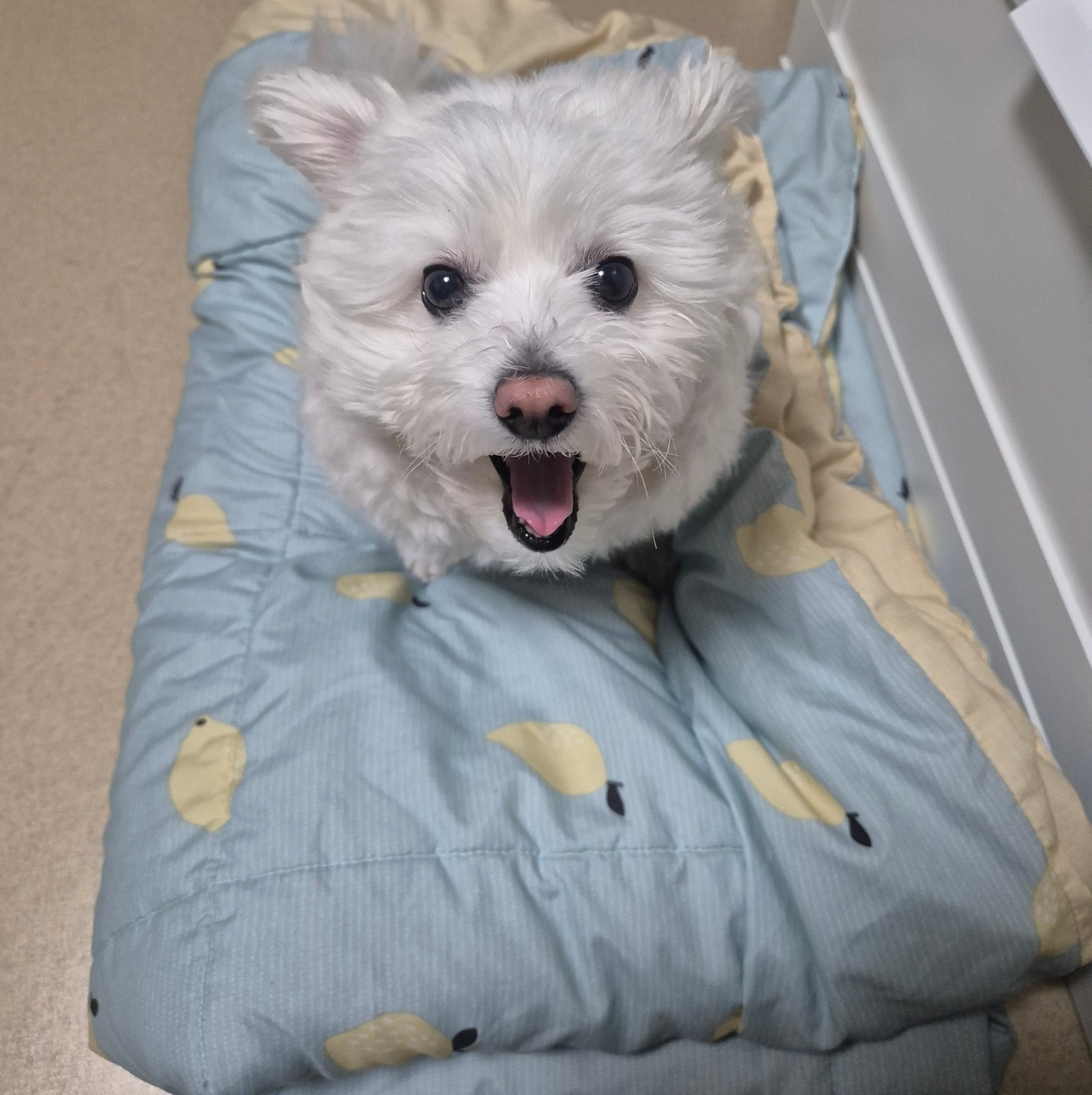 봄이(그오) 입양 4년 차 입니다!