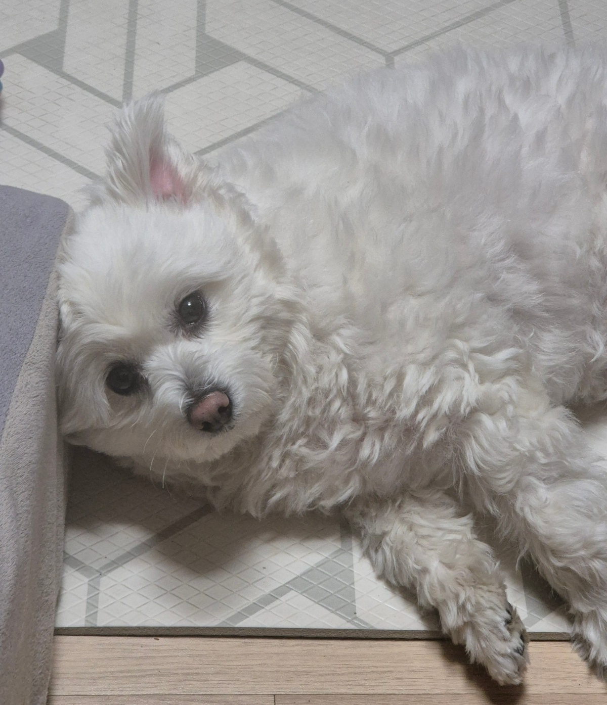 봄이(그오) 입양 4년 차 입니다!