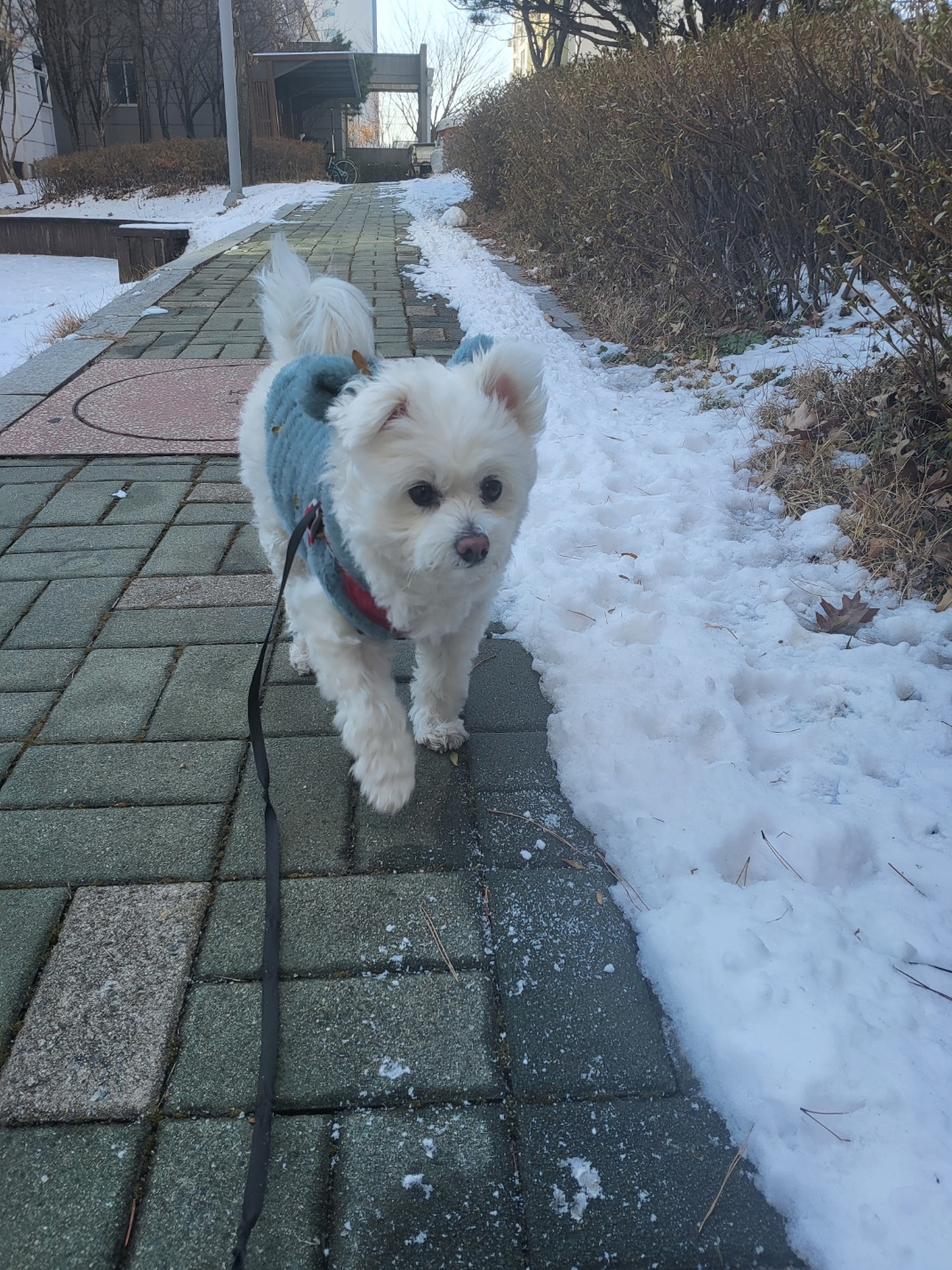 봄이(그오) 입양 4년 차 입니다!