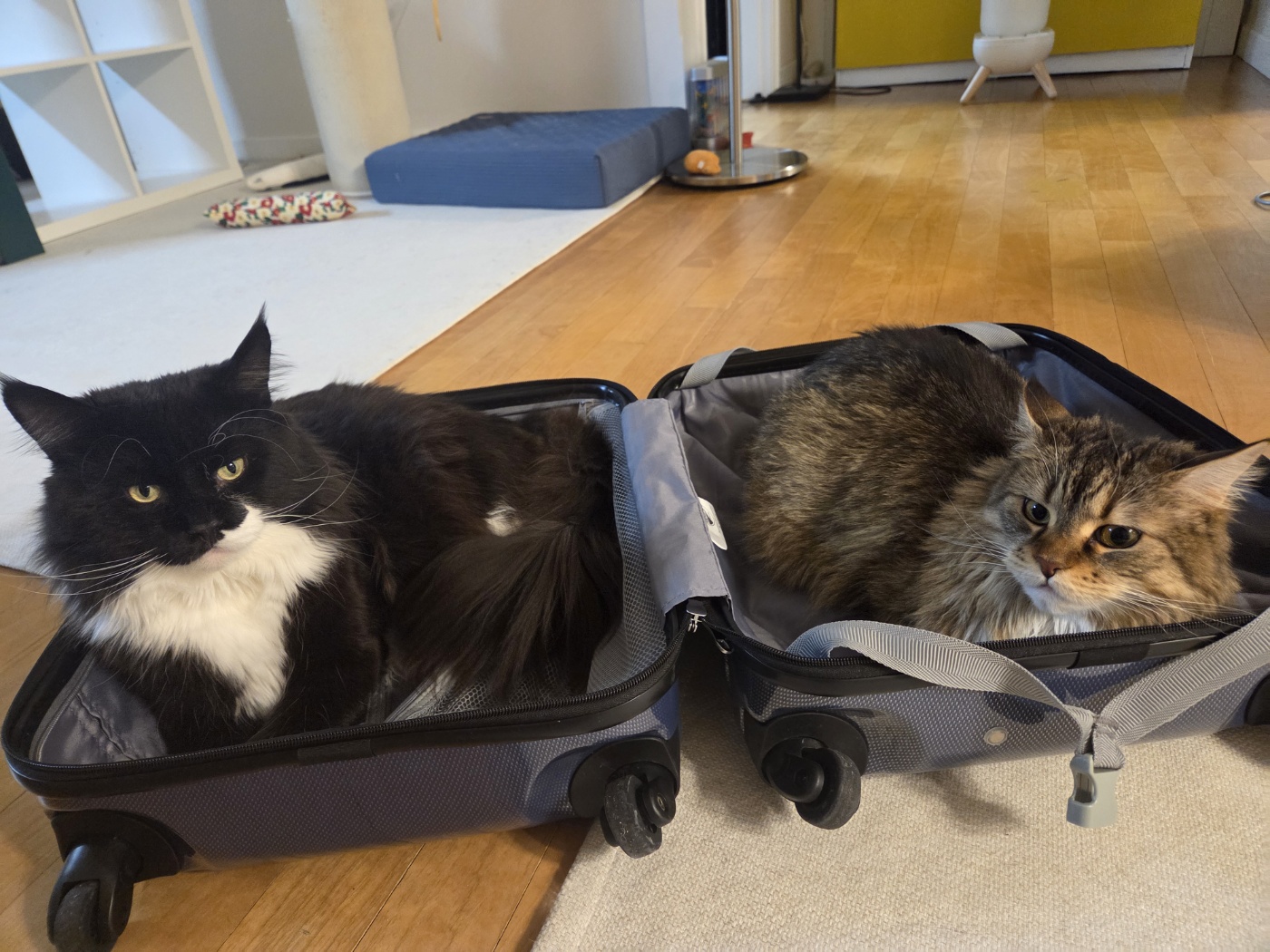 산이(인쿤이) 임보끝 입양시작