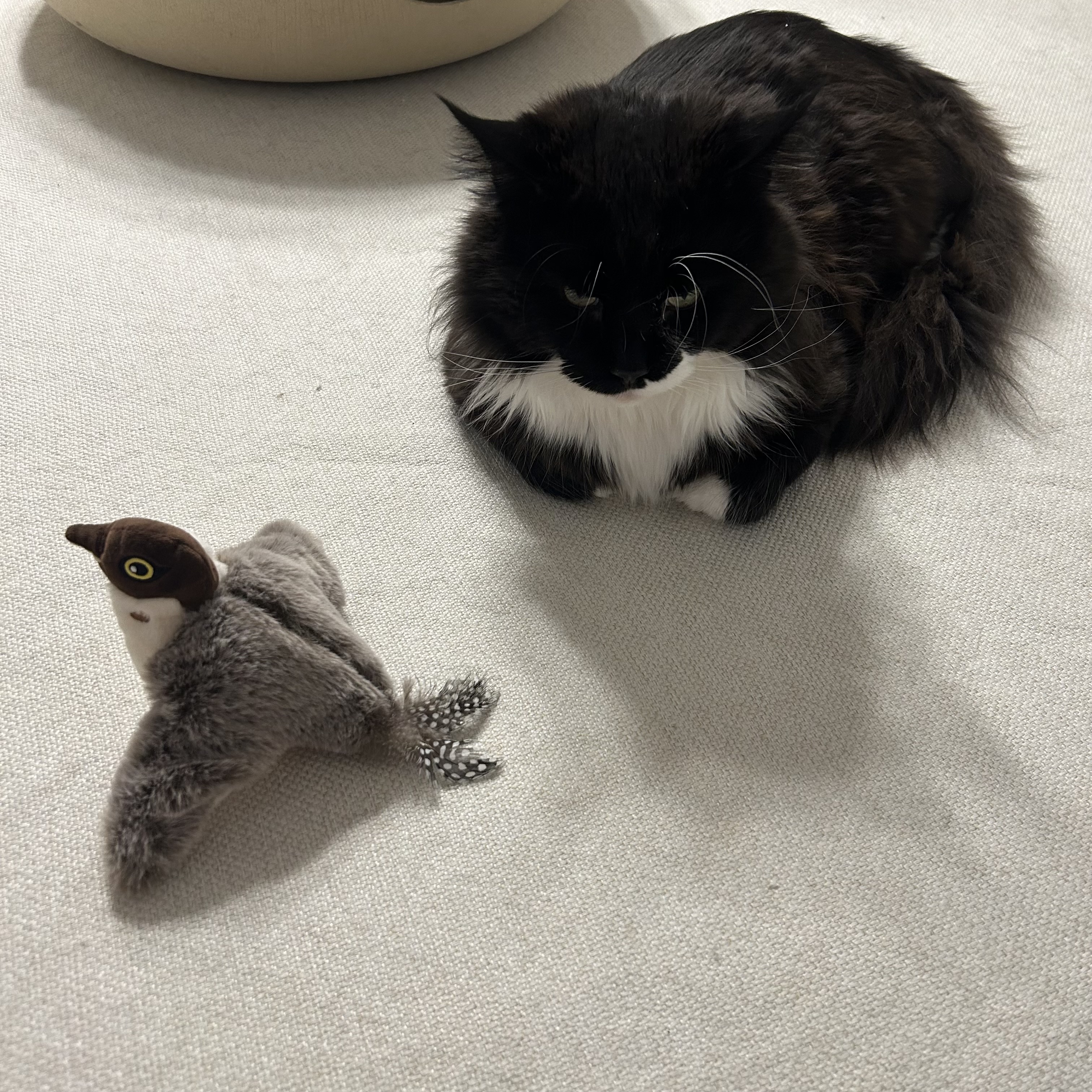 산이(인쿤이) 임보끝 입양시작