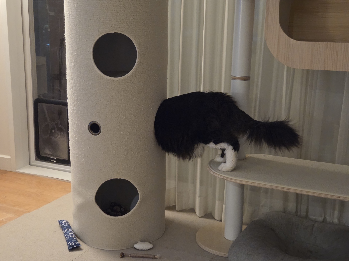 산이(인쿤이) 임보끝 입양시작