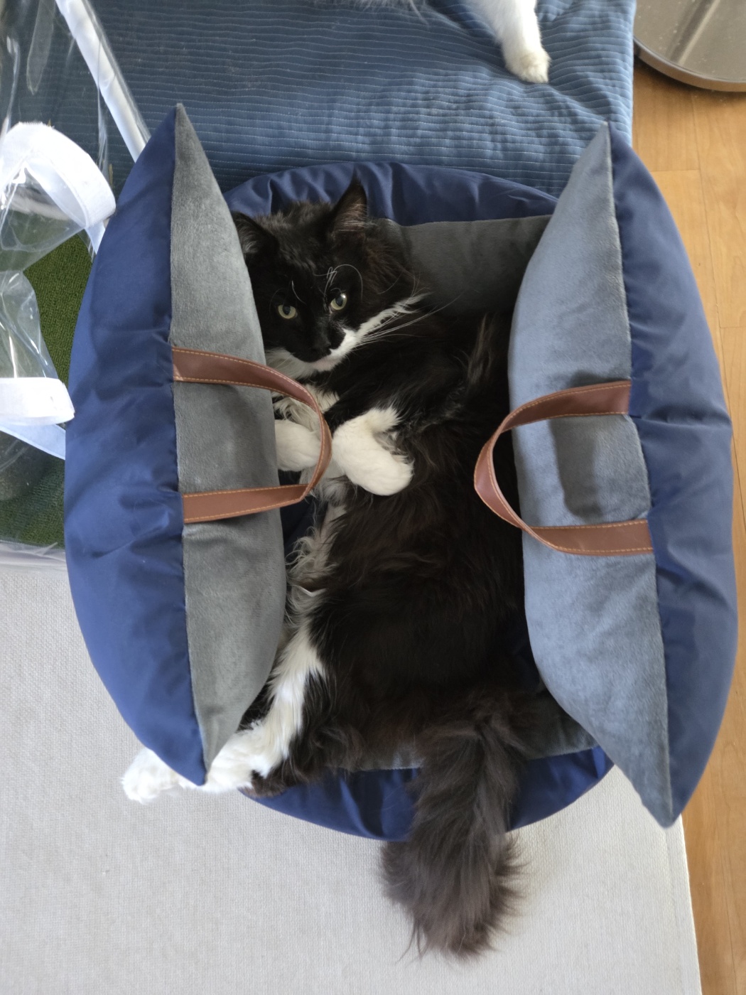 산이(인쿤이) 임보끝 입양시작