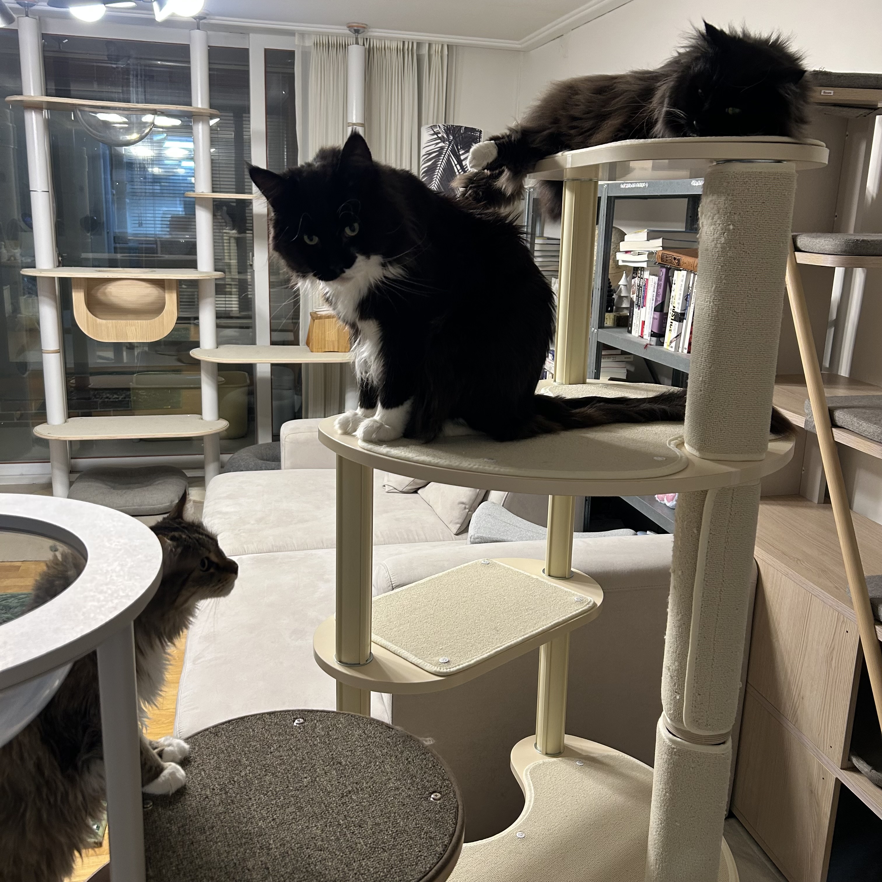 산이(인쿤이) 임보끝 입양시작