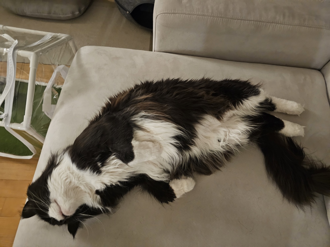 산이(인쿤이) 임보끝 입양시작