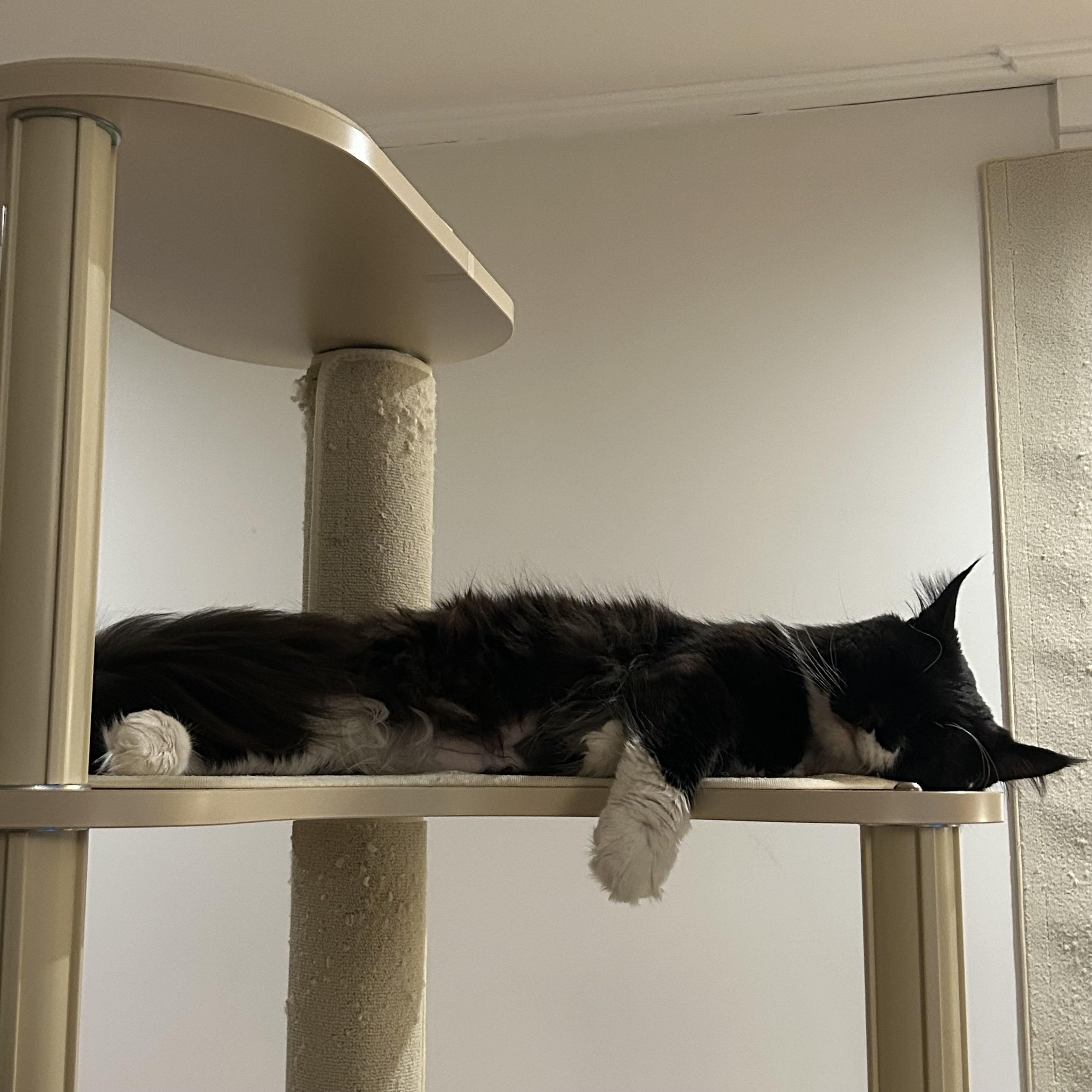 산이(인쿤이) 임보끝 입양시작