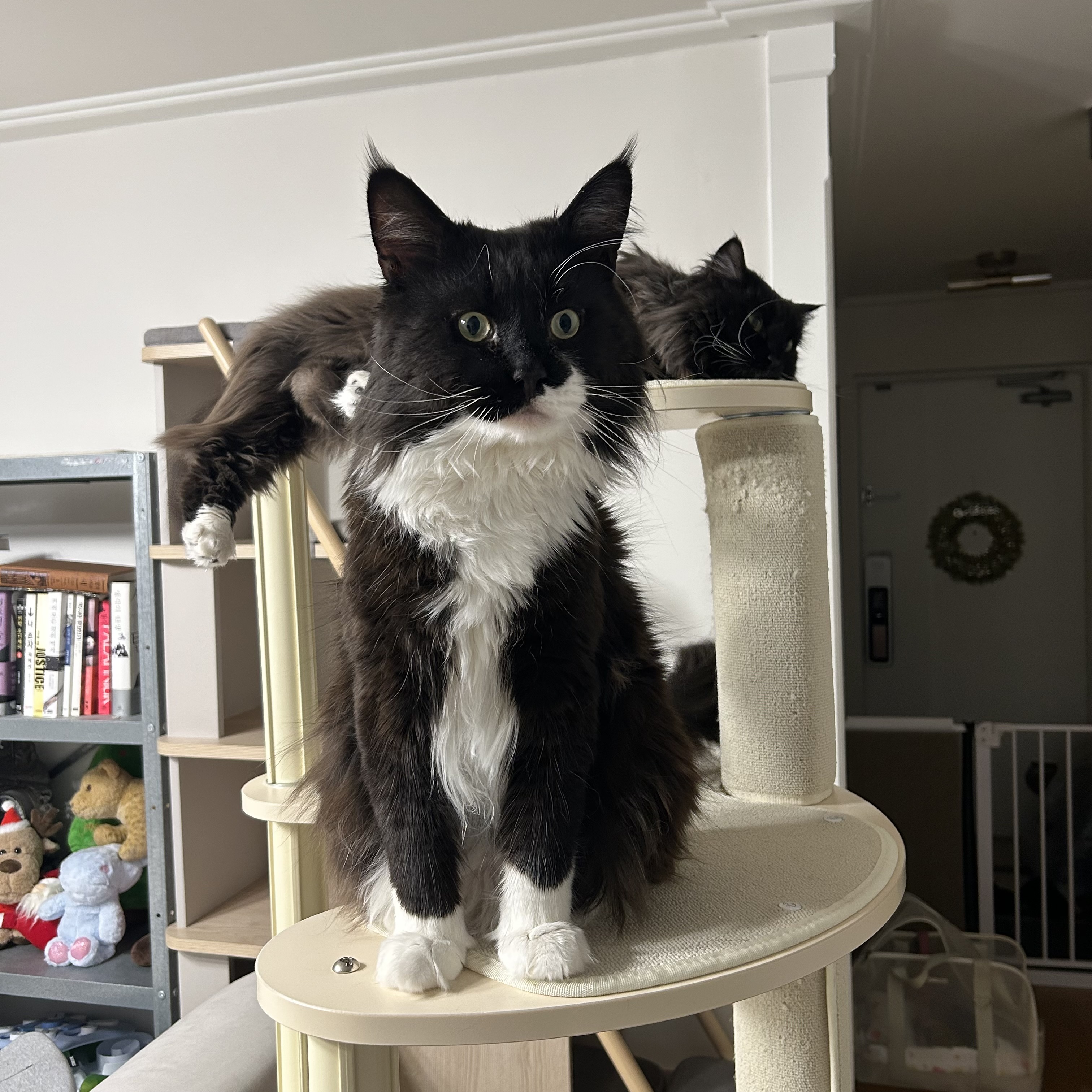 산이(인쿤이) 임보끝 입양시작