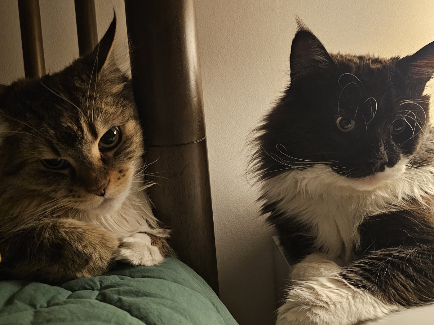 산이(인쿤이) 임보끝 입양시작