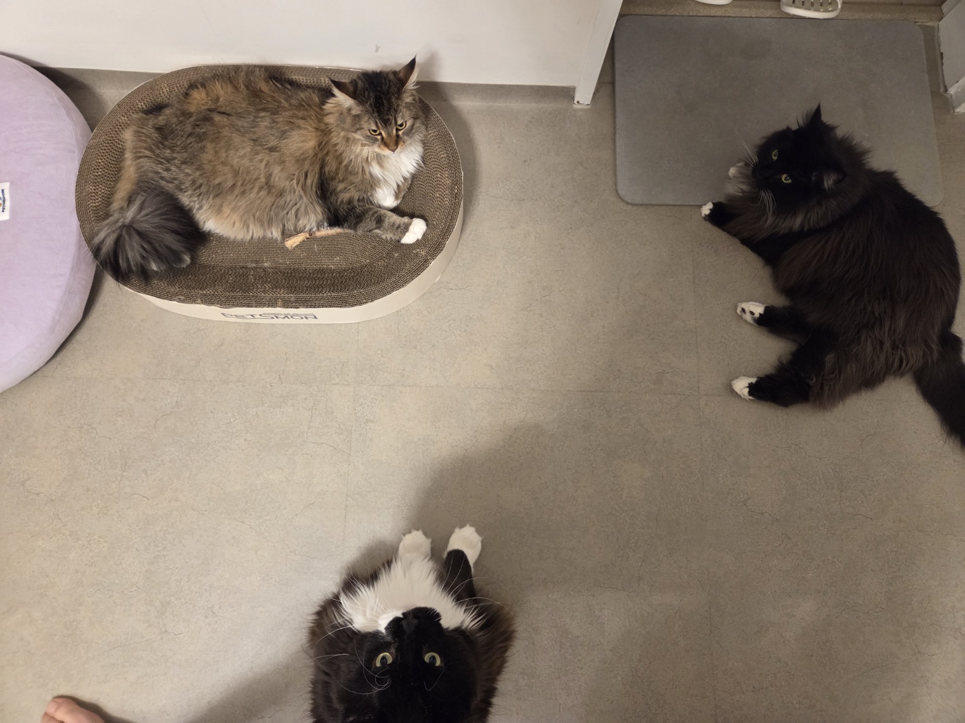 산이(인쿤이) 임보끝 입양시작