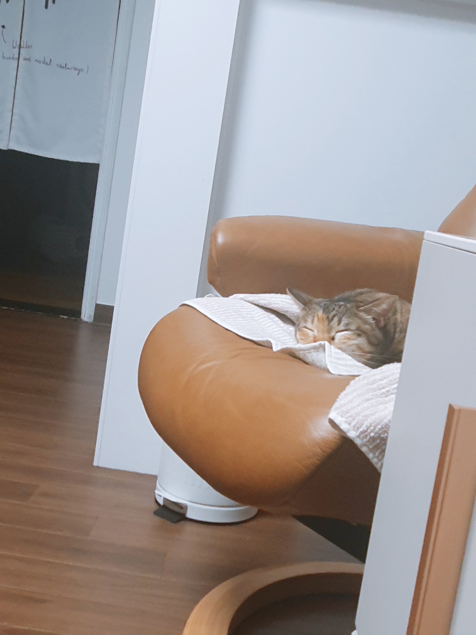 옥희(몰랑이)복희(동백이) 5년째