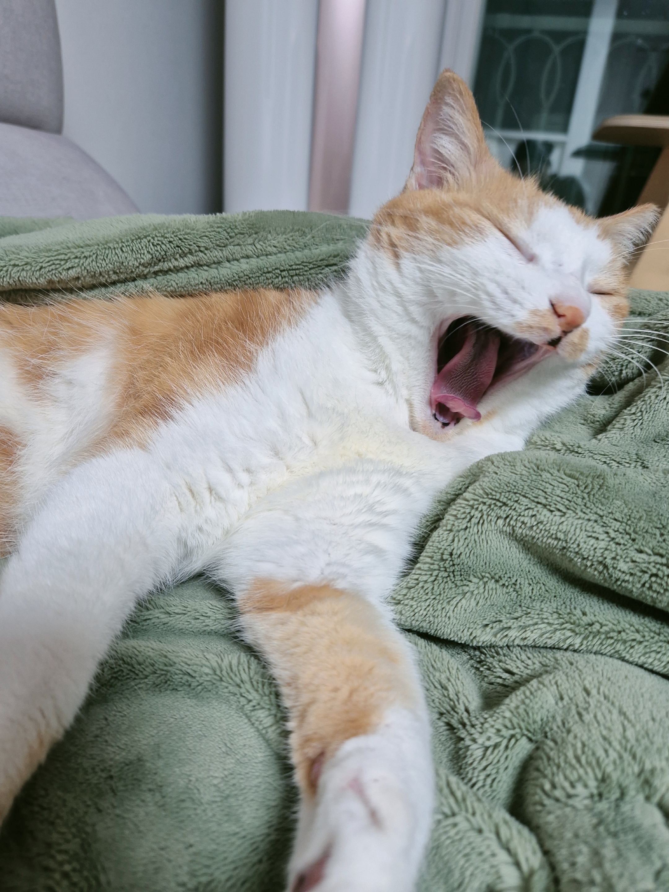 옥희(몰랑이)복희(동백이) 5년째