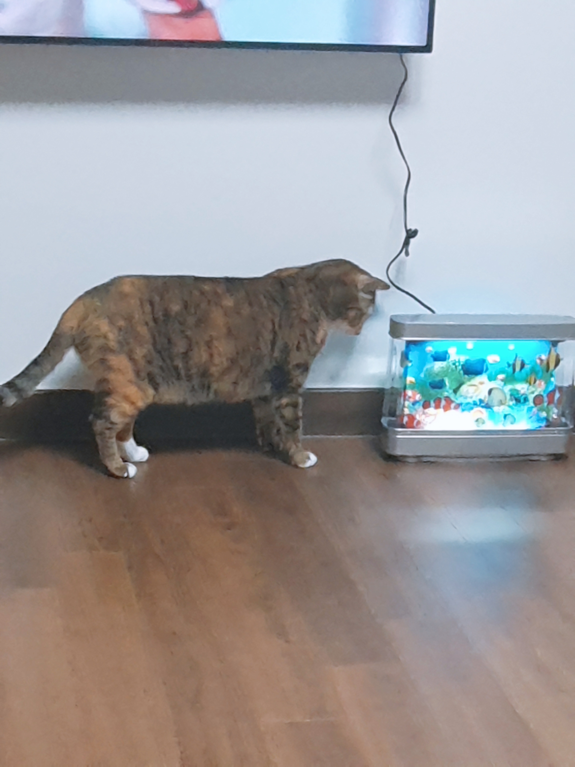 옥희(몰랑이)복희(동백이) 5년째