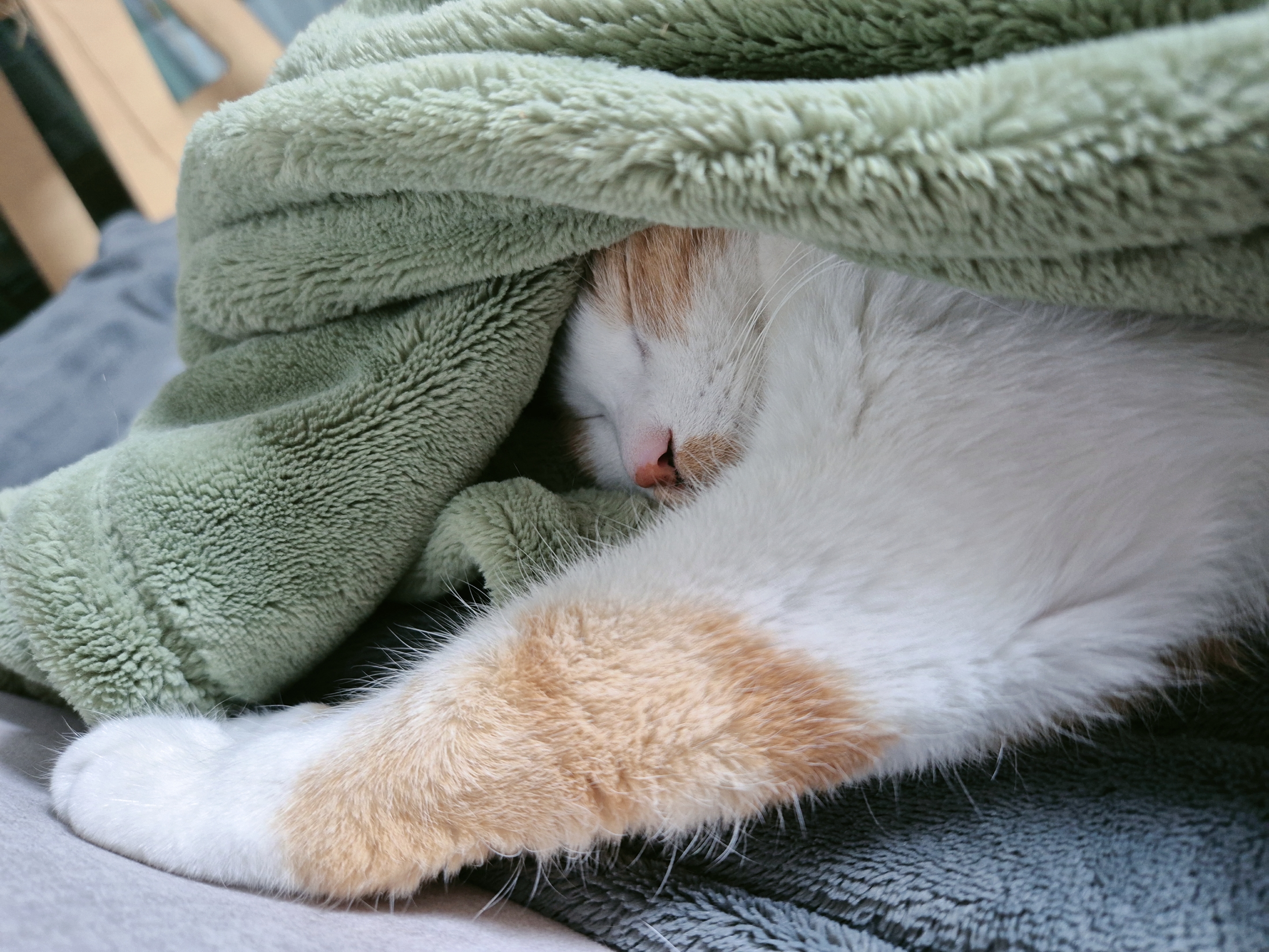 옥희(몰랑이)복희(동백이) 5년째