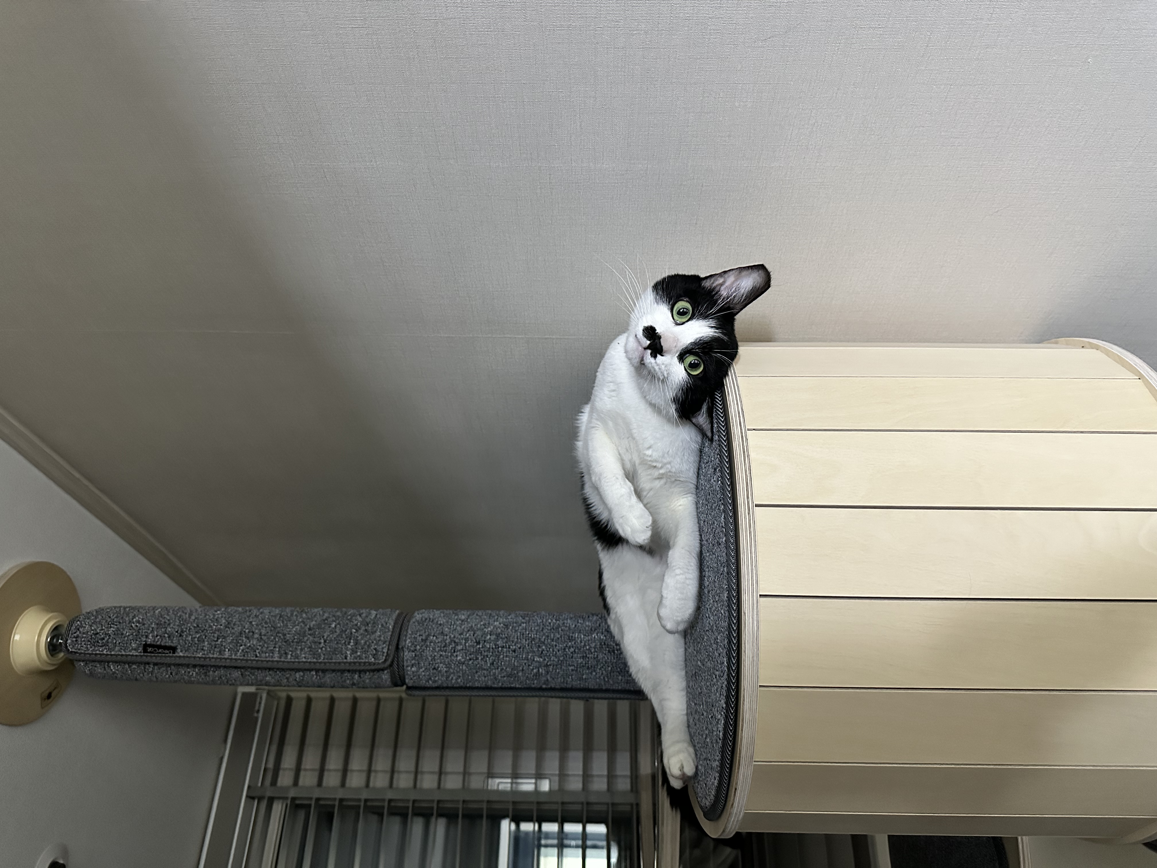 [입양 5일차] 민트