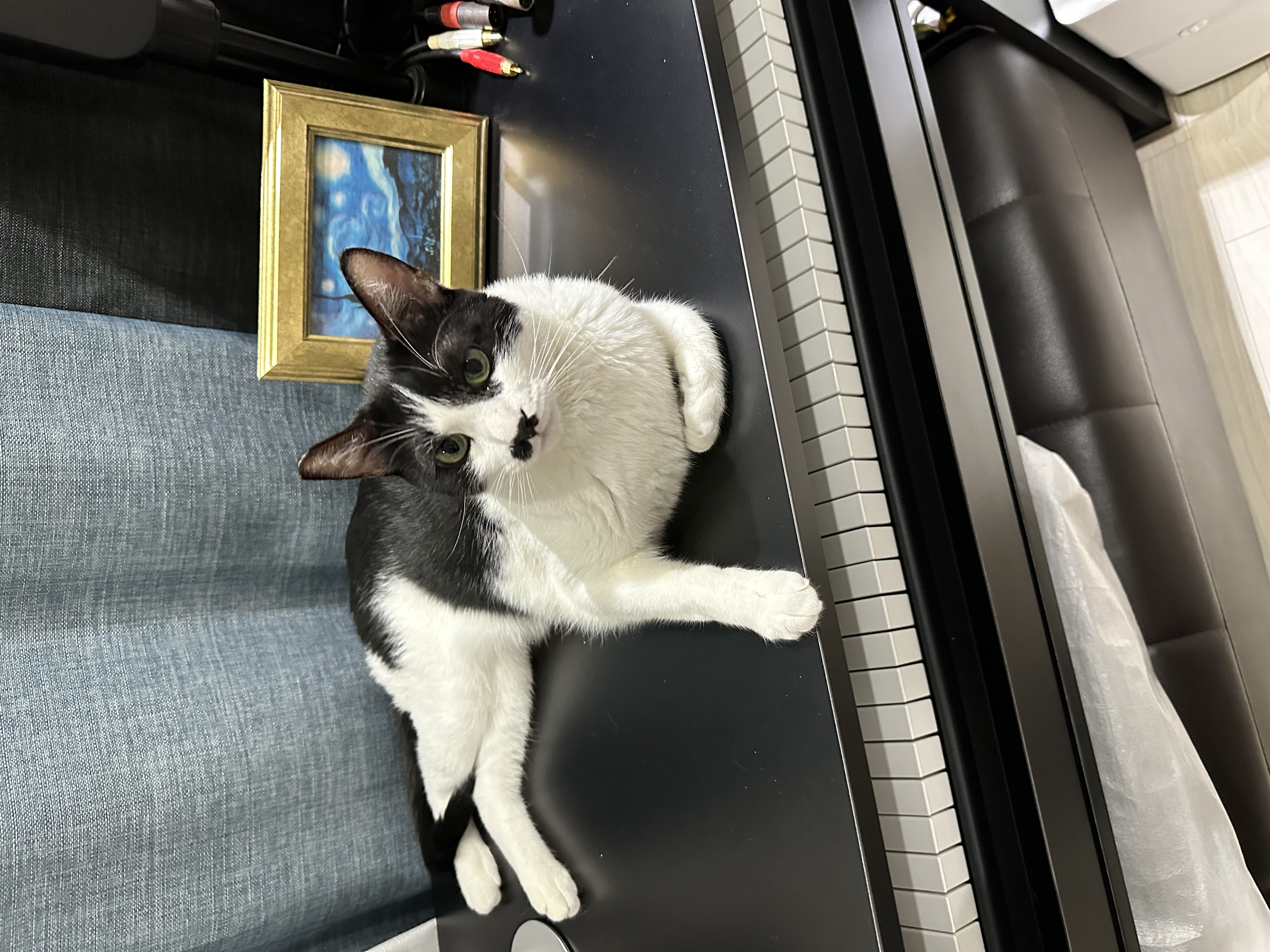 [입양 5일차] 민트